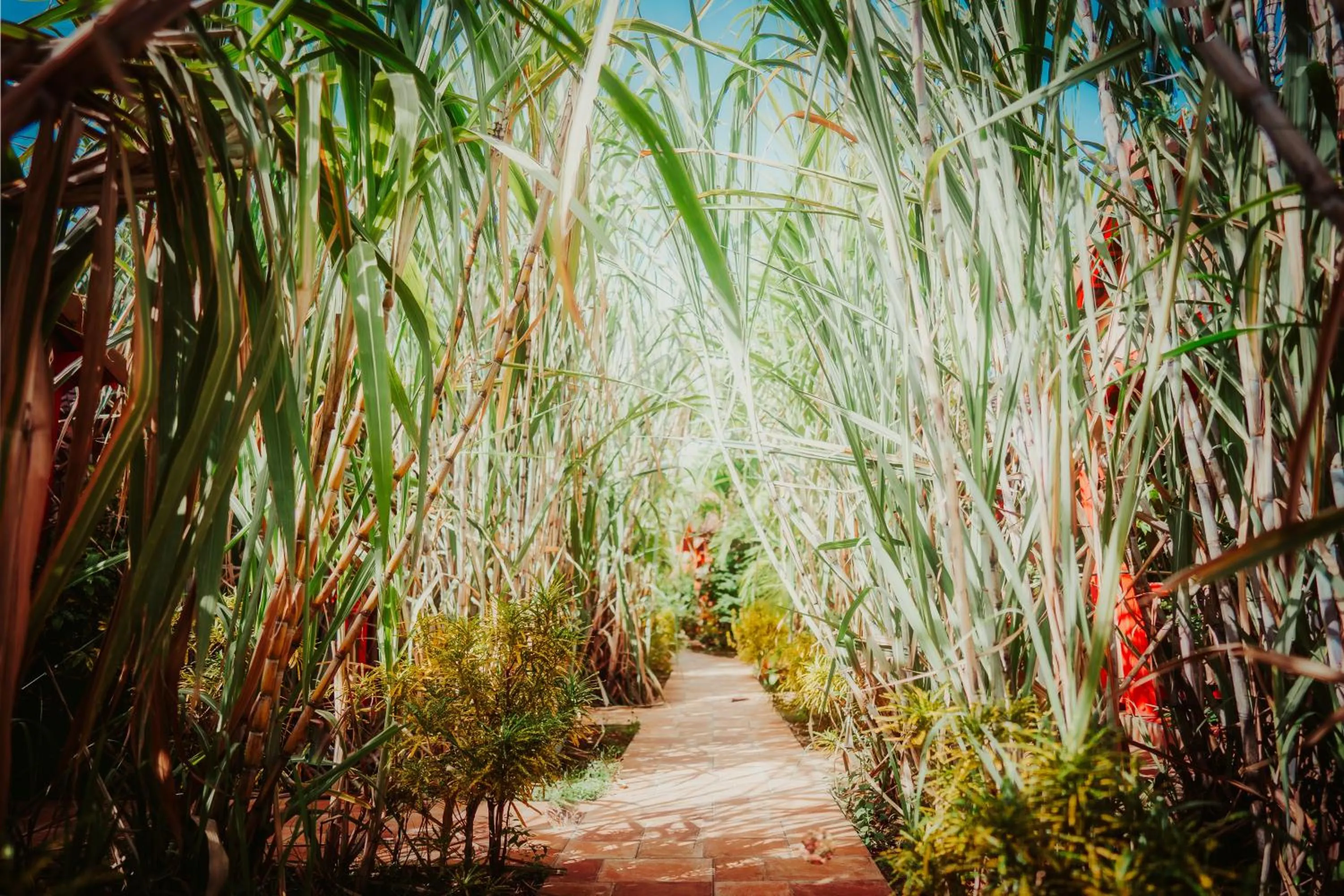 Garden in Hotel Bambou