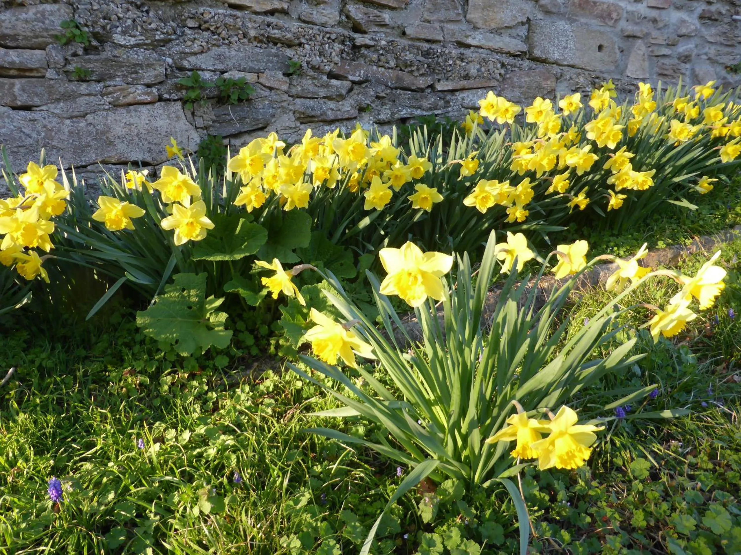 La Bouriotte Chambre d'hôtes Bouton D'Or