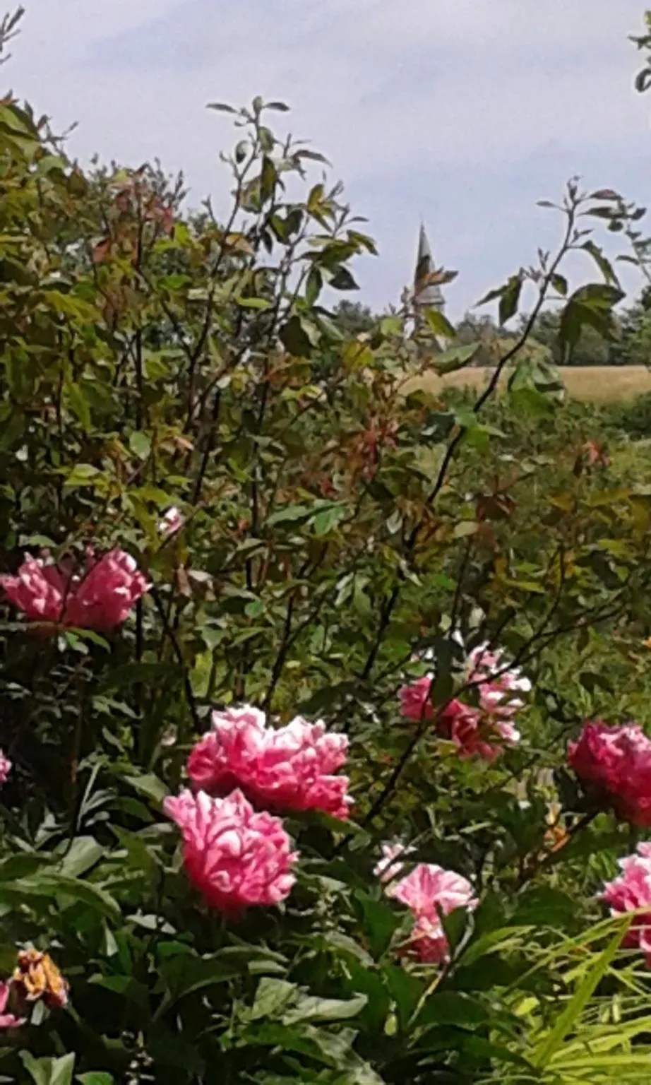 Garden in The Retreat