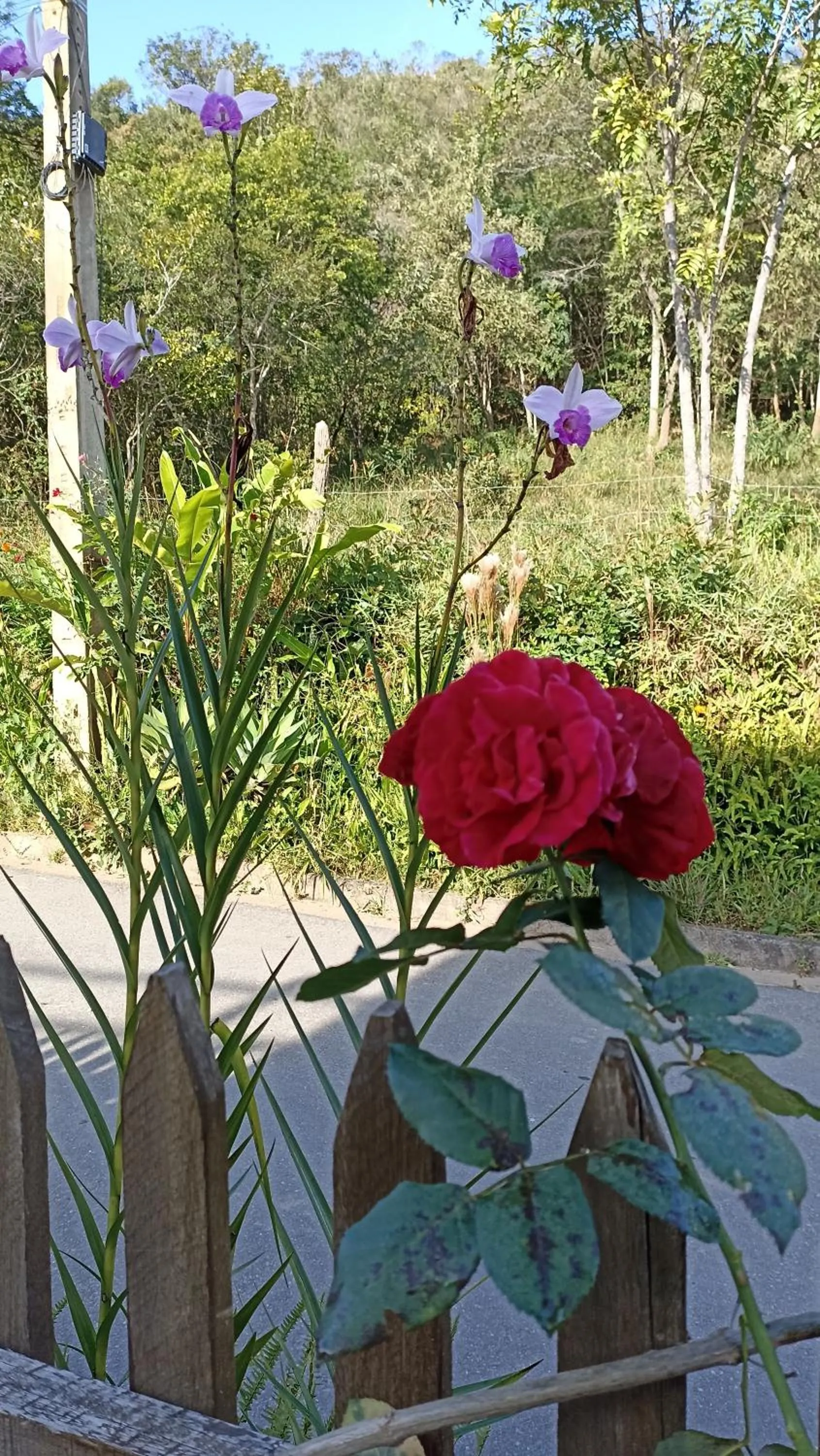 Garden view in Pousada Alejandro