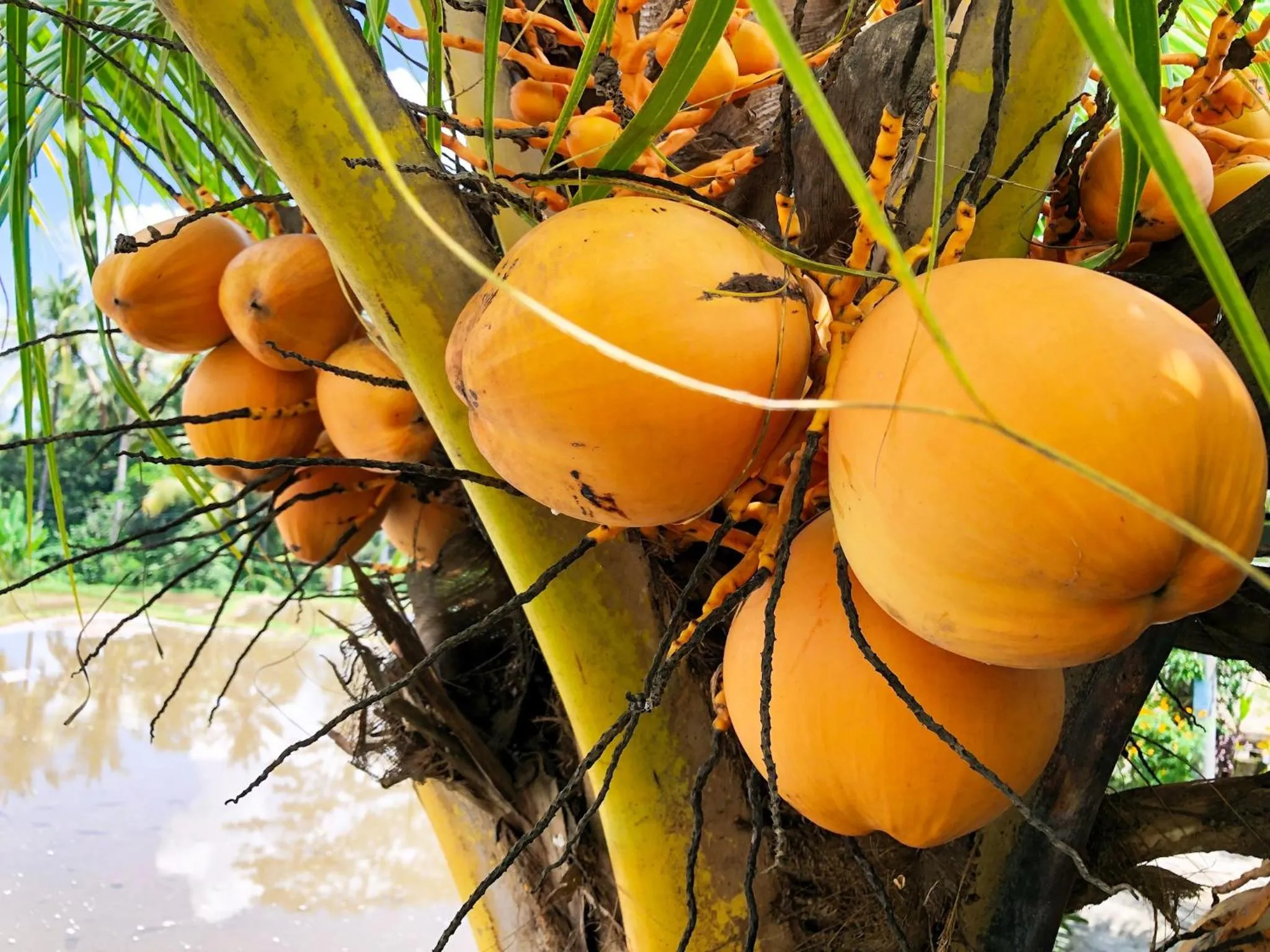 Natural landscape in Doni House & Villas