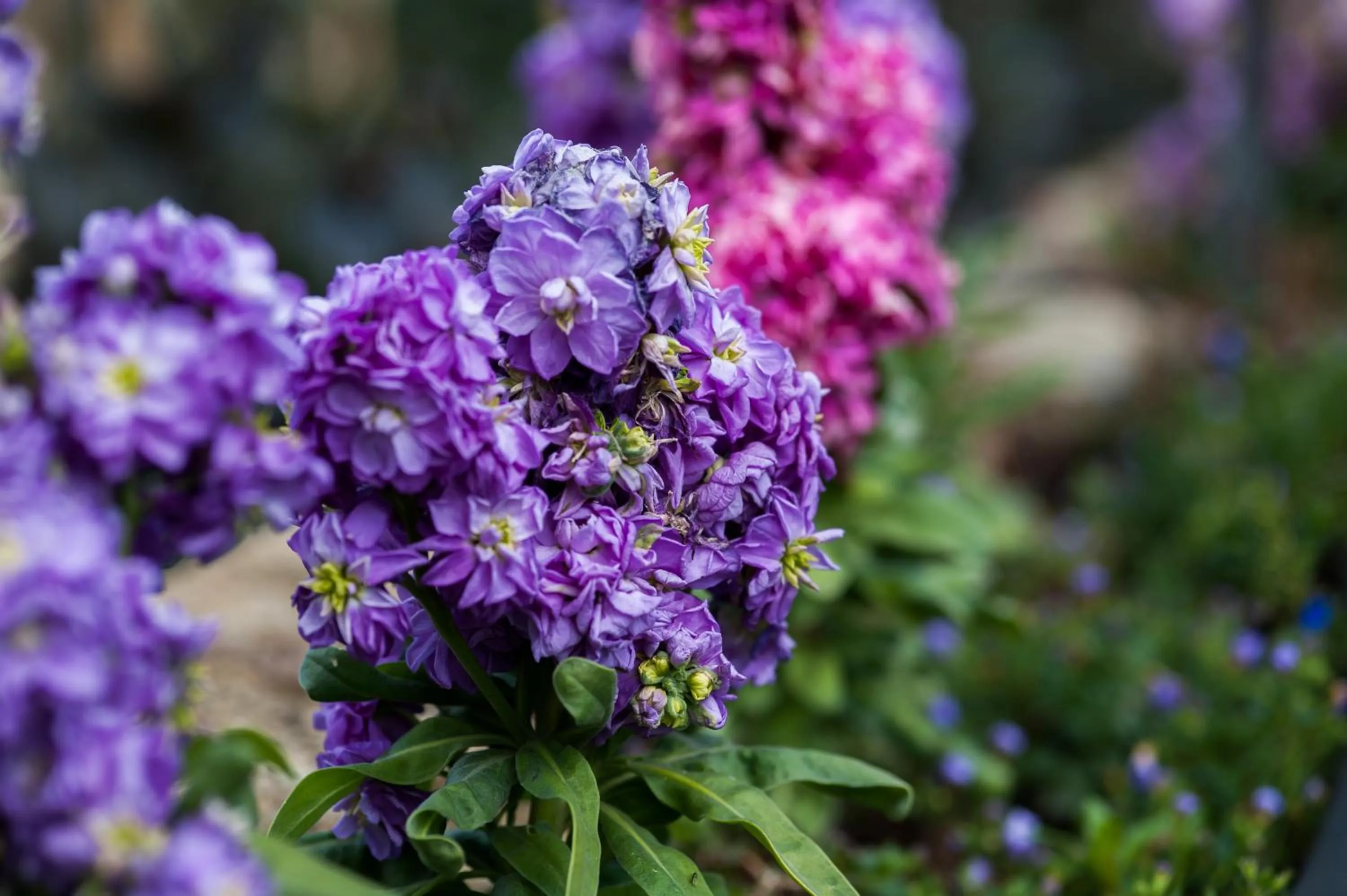 Garden in Summer Lodge Country House Hotel