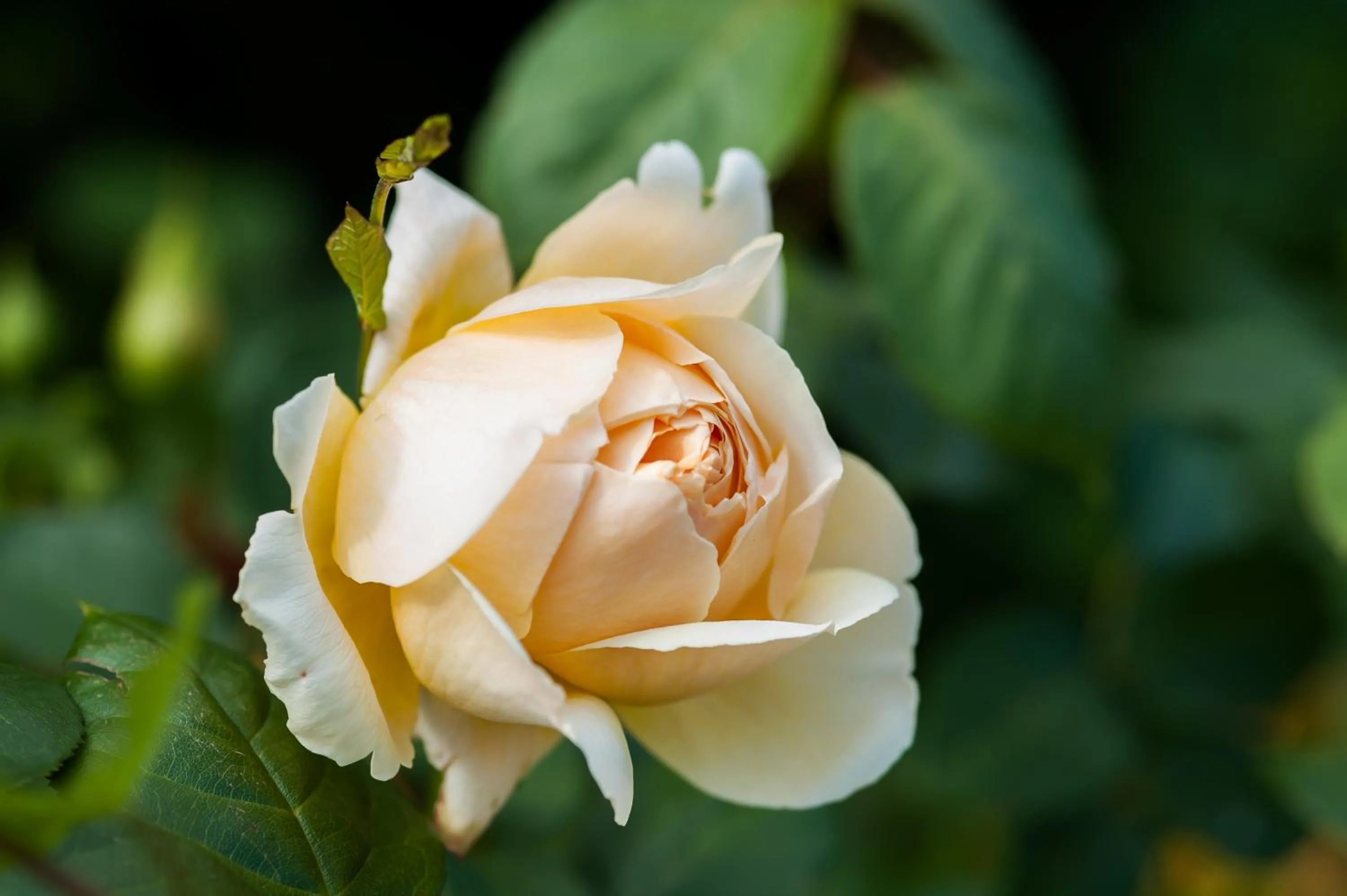Garden in Summer Lodge Country House Hotel