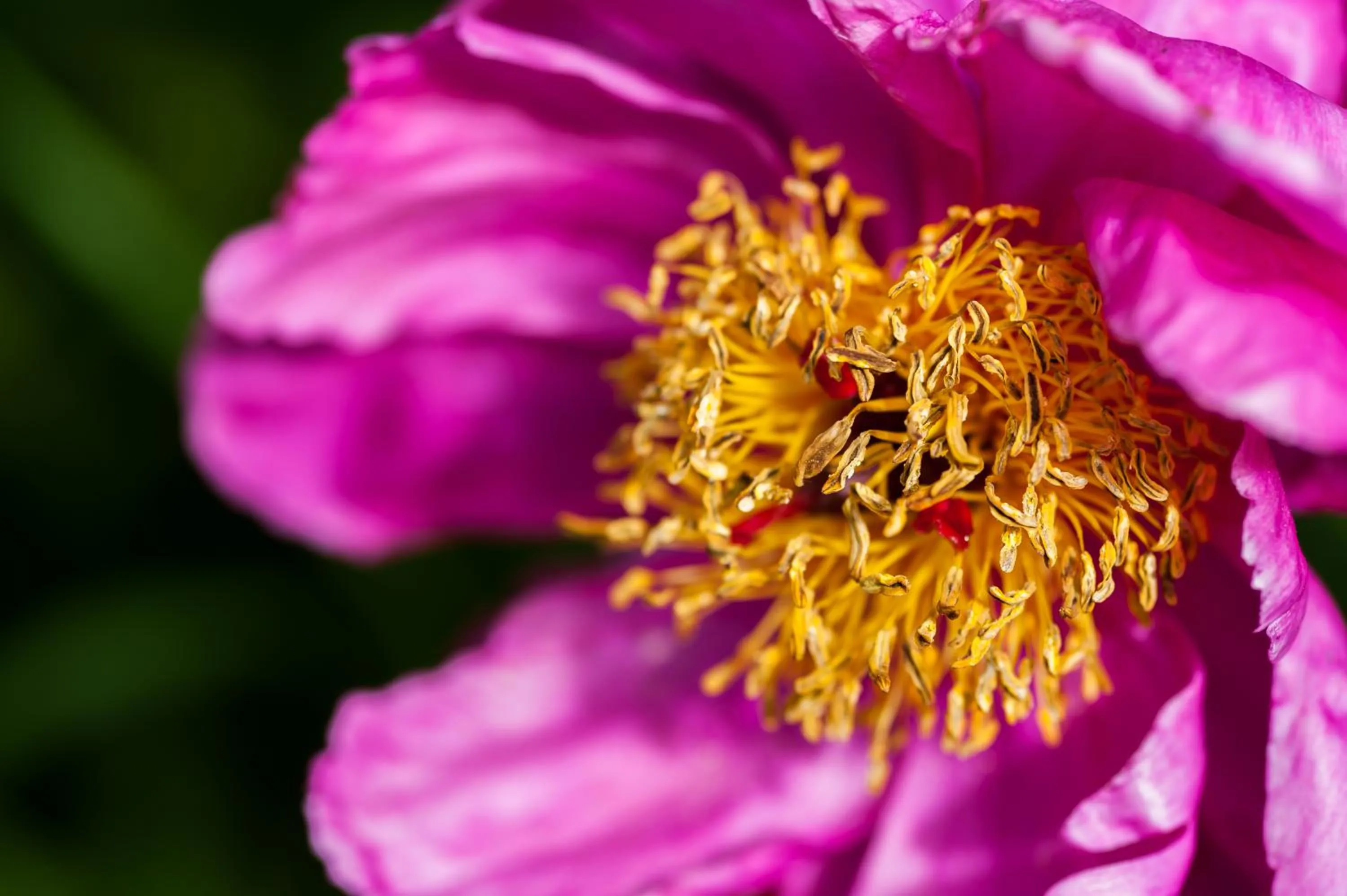 Garden in Summer Lodge Country House Hotel
