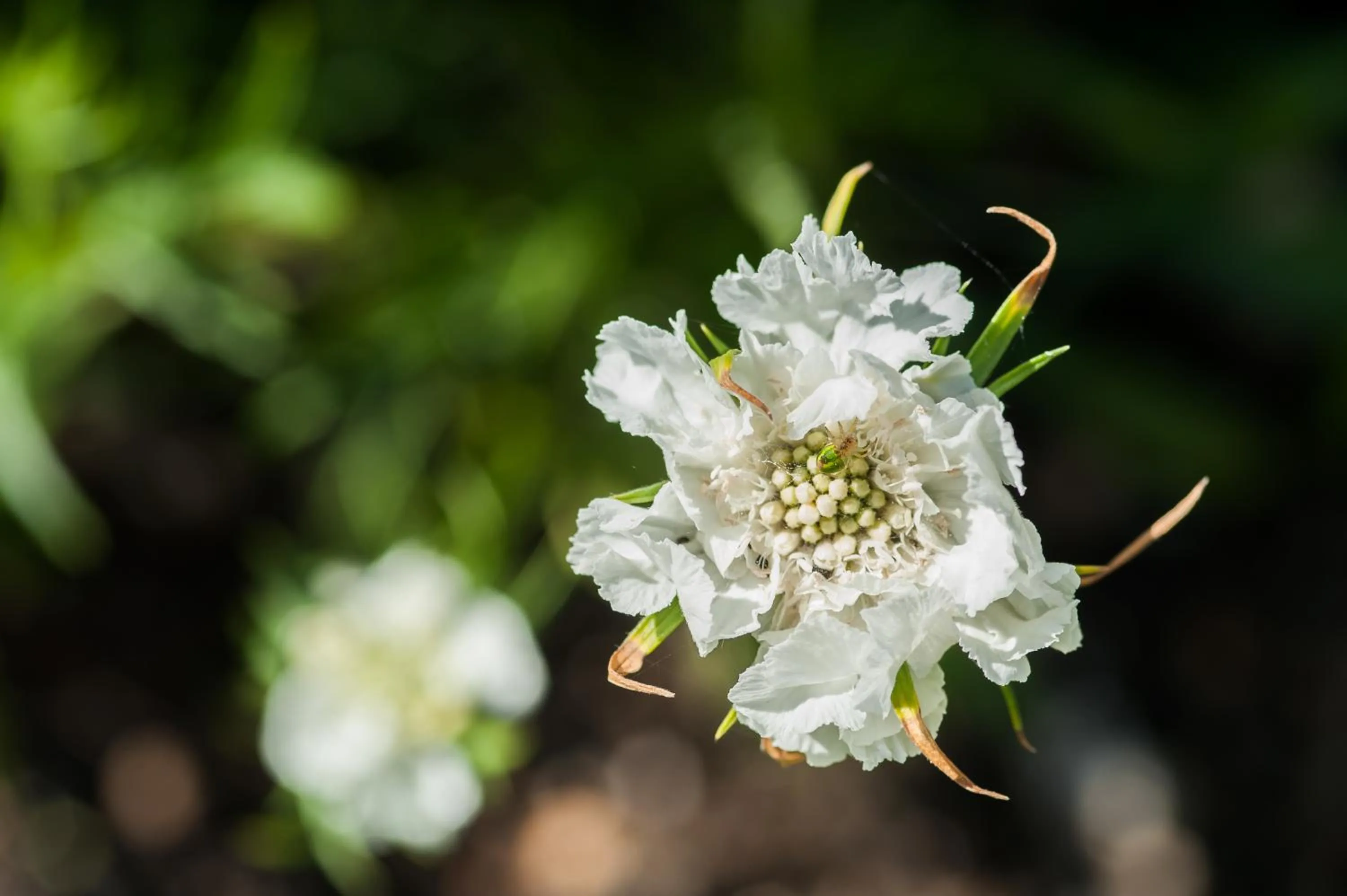 Garden in Summer Lodge Country House Hotel