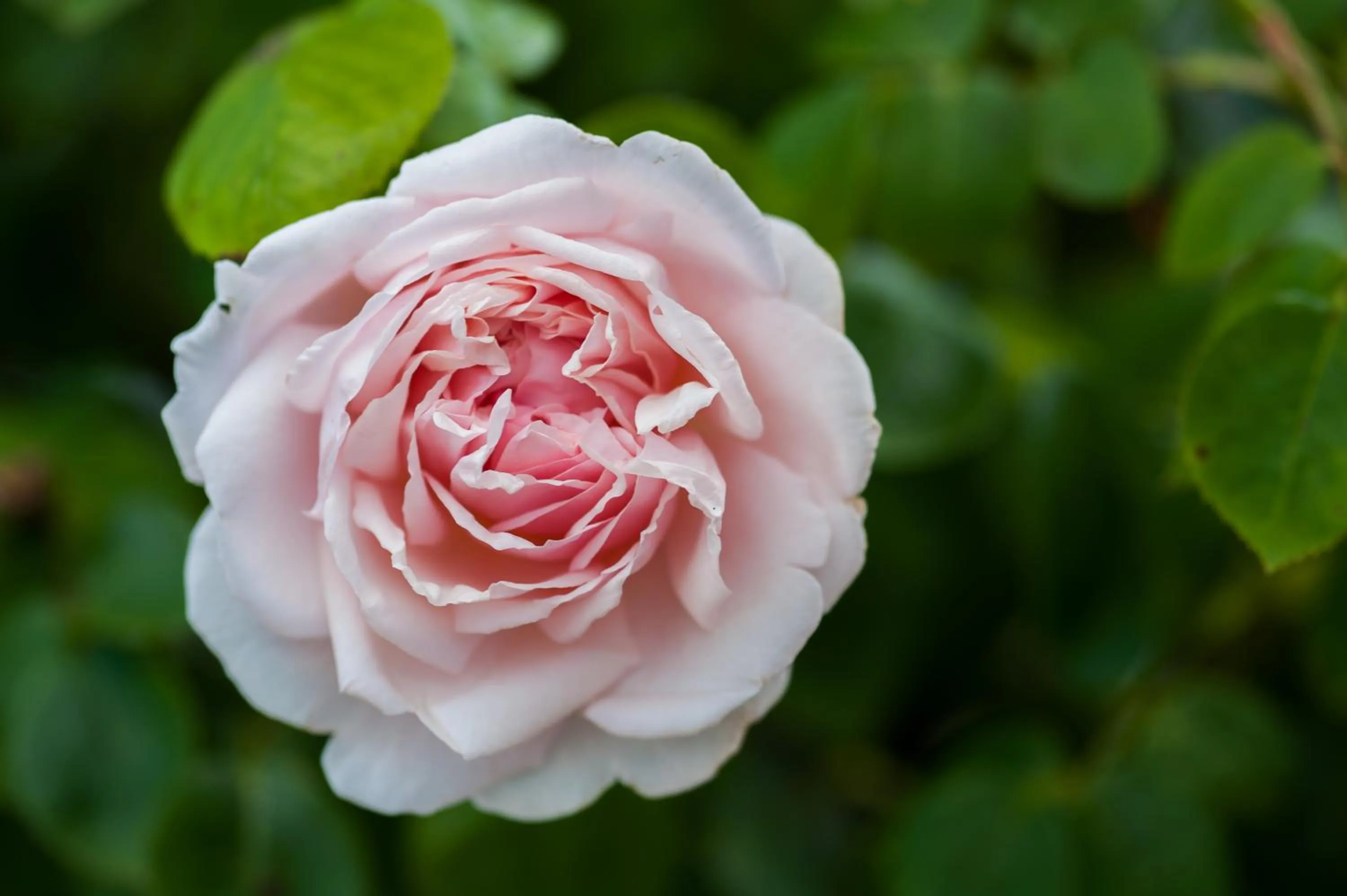 Garden in Summer Lodge Country House Hotel