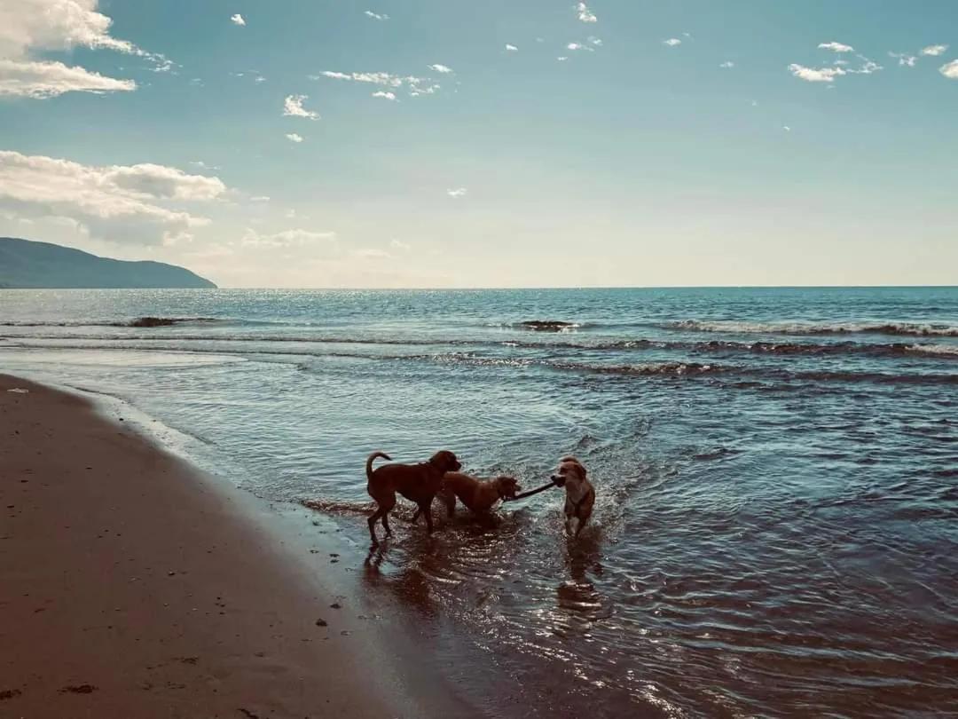 Beach in B&B Oasi al Mare