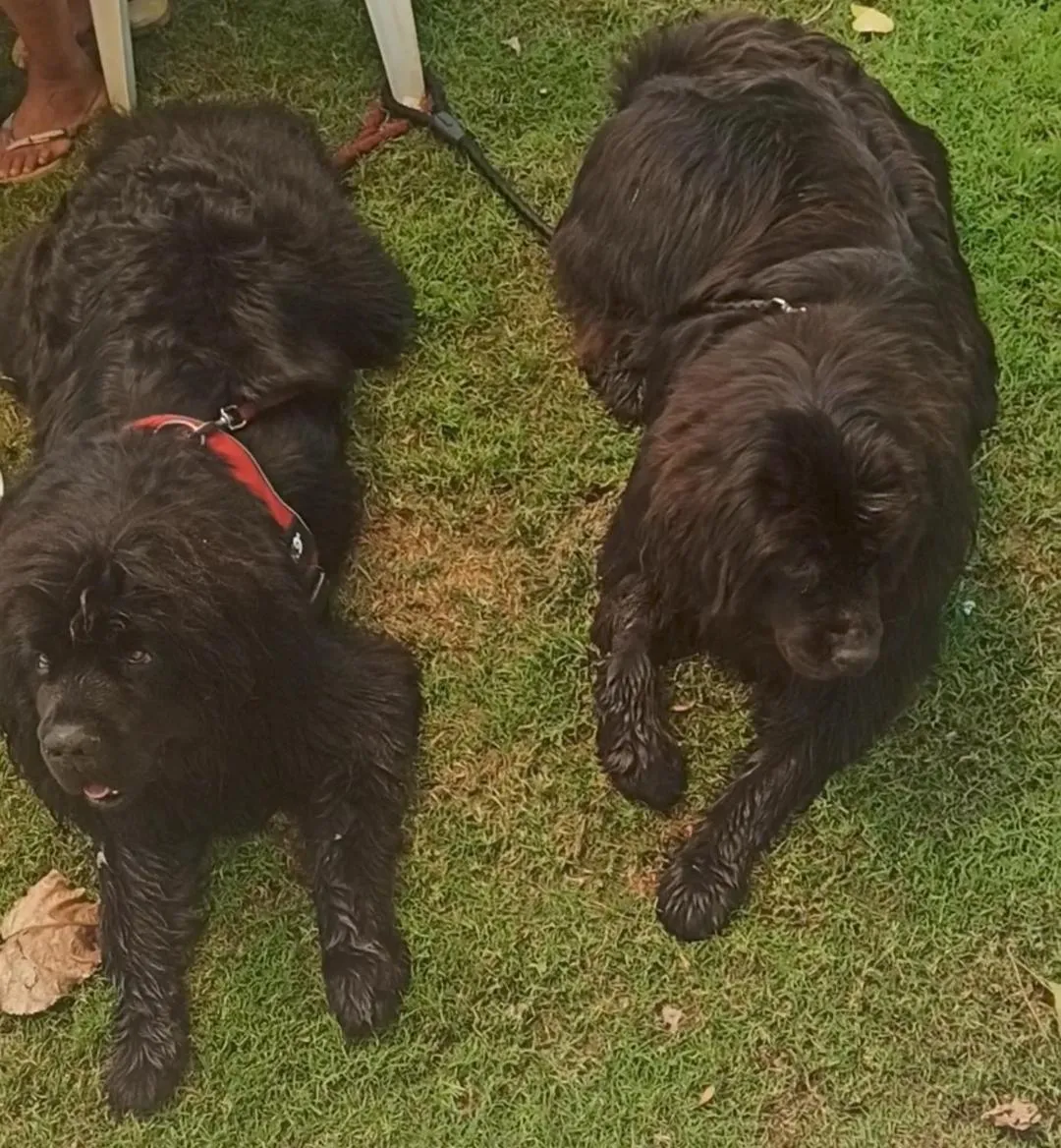 Garden in B&B Oasi al Mare