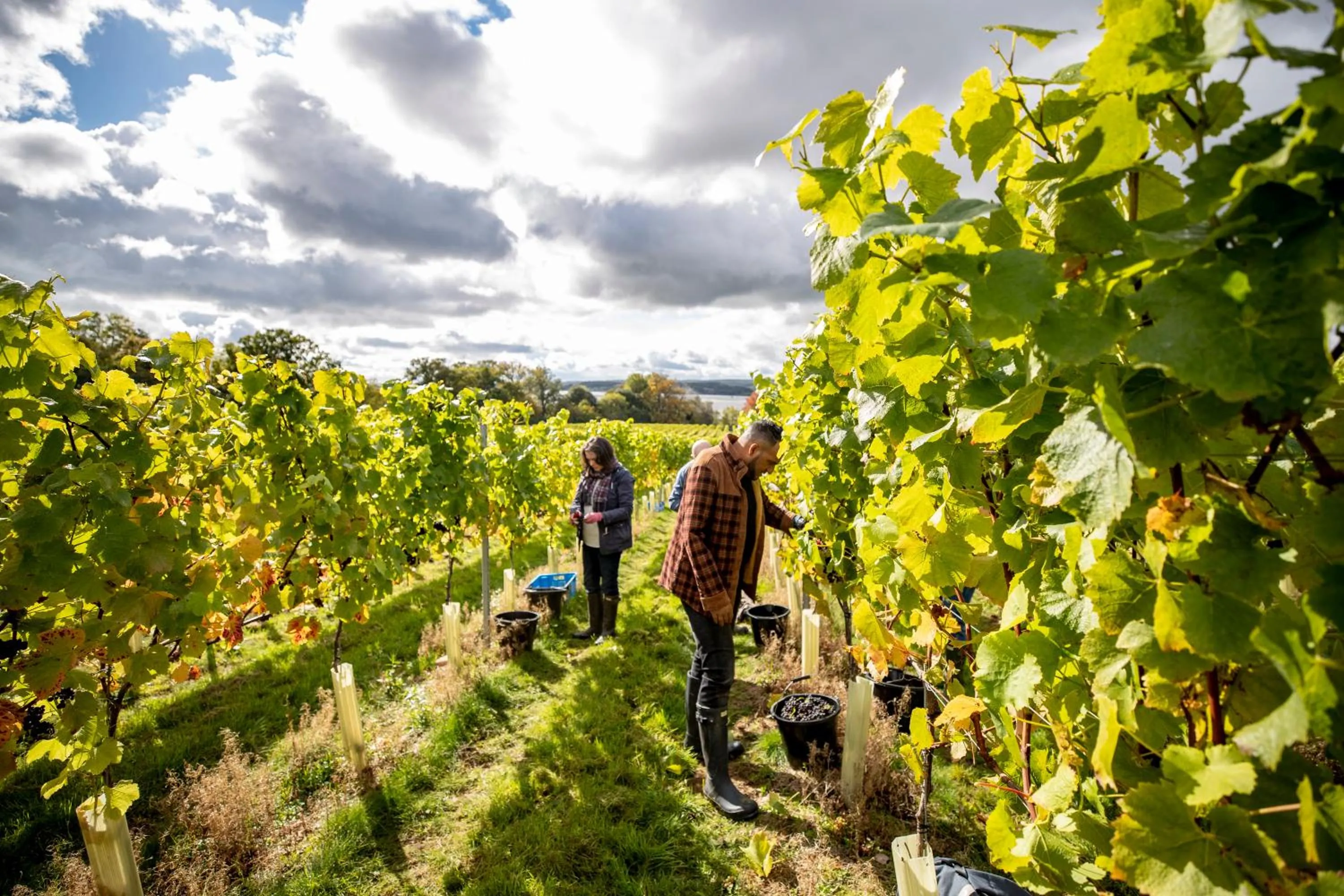 Garden in Lympstone Manor Hotel Restaurant & Vineyard - Relais & Chateaux