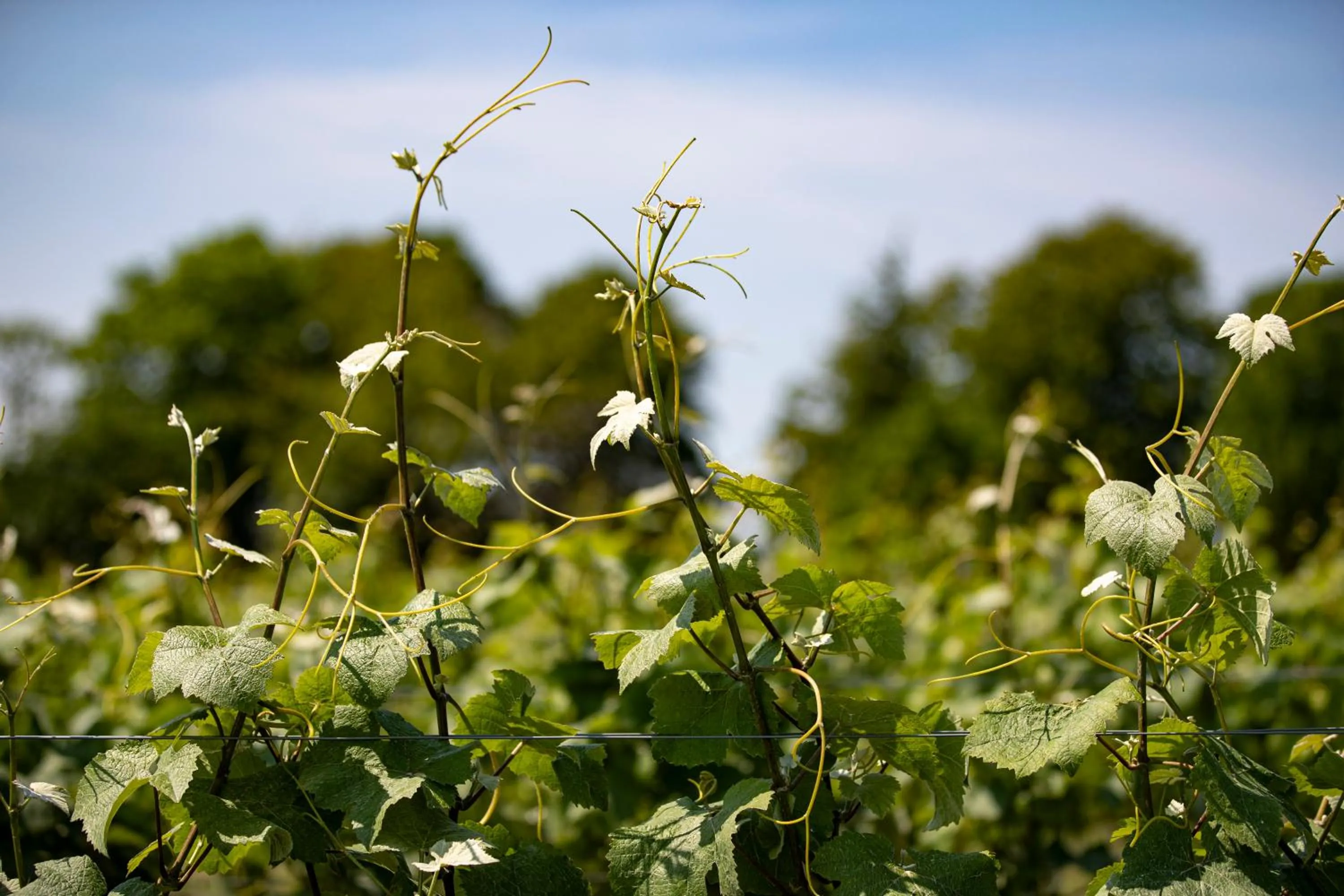 Garden in Lympstone Manor Hotel Restaurant & Vineyard - Relais & Chateaux