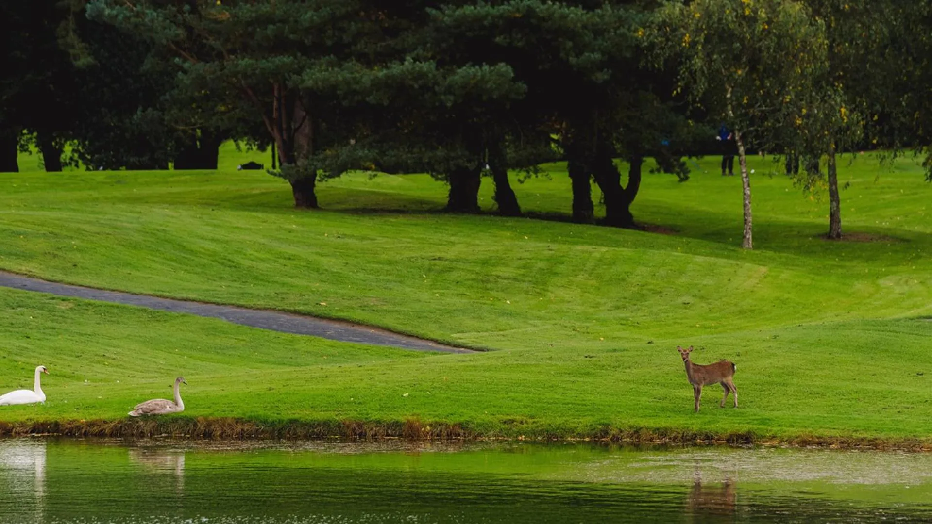 Golfcourse in Waterford Castle Hotel Lodges