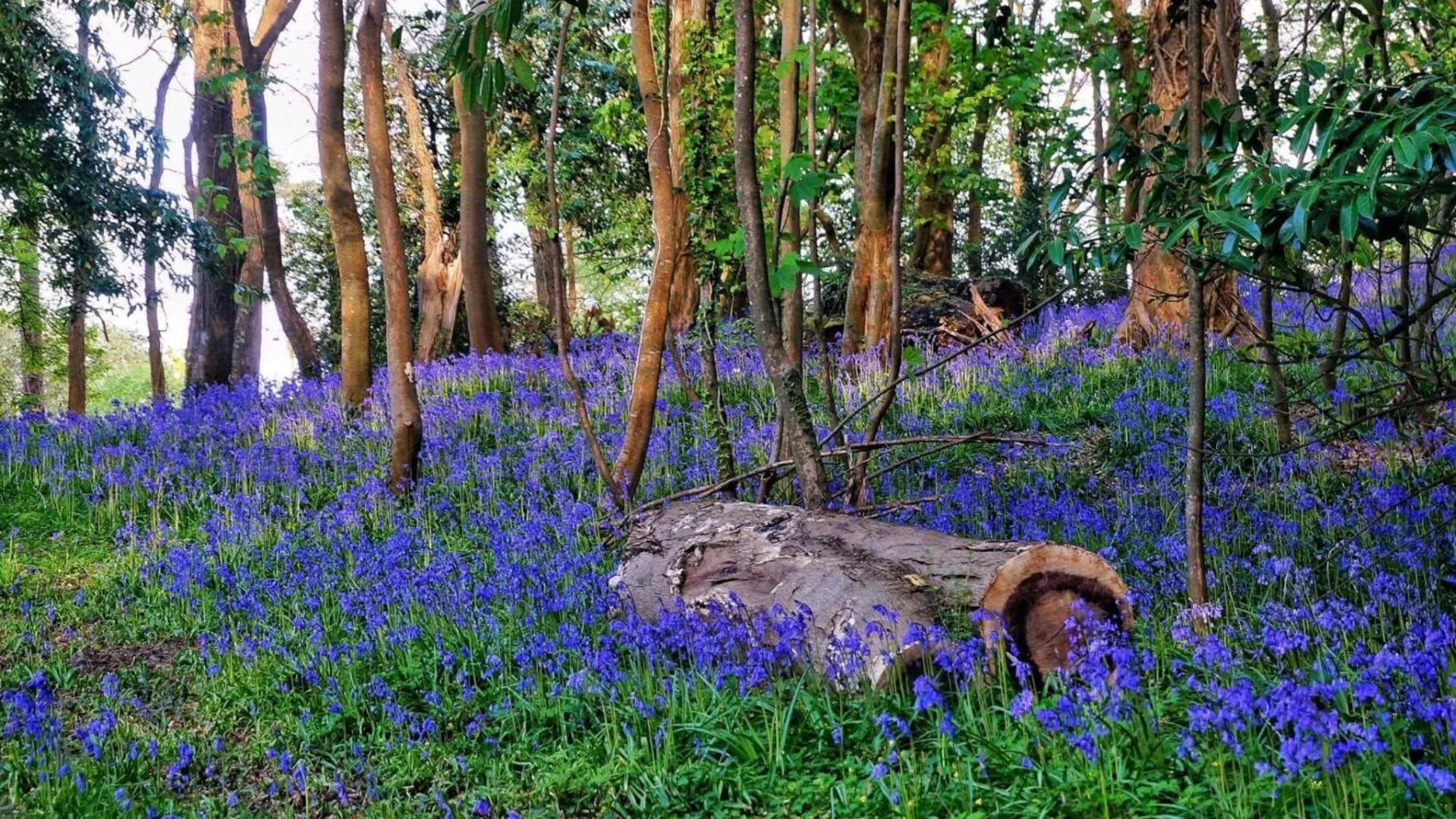 Garden in Waterford Castle Hotel Lodges