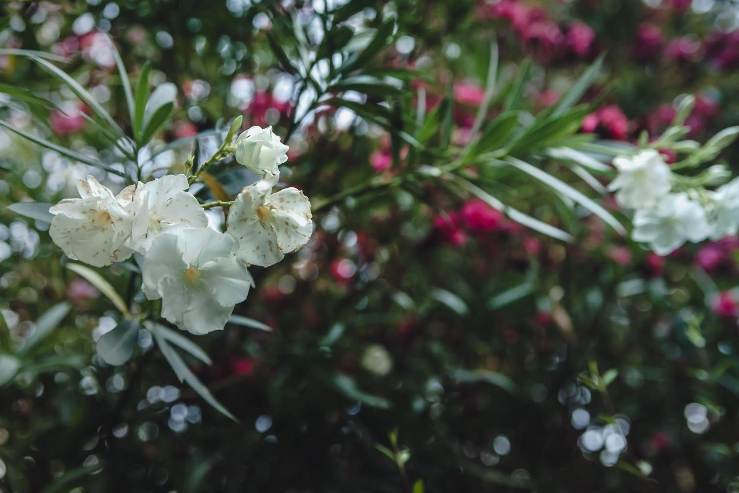 Garden in B&B La Tamerice