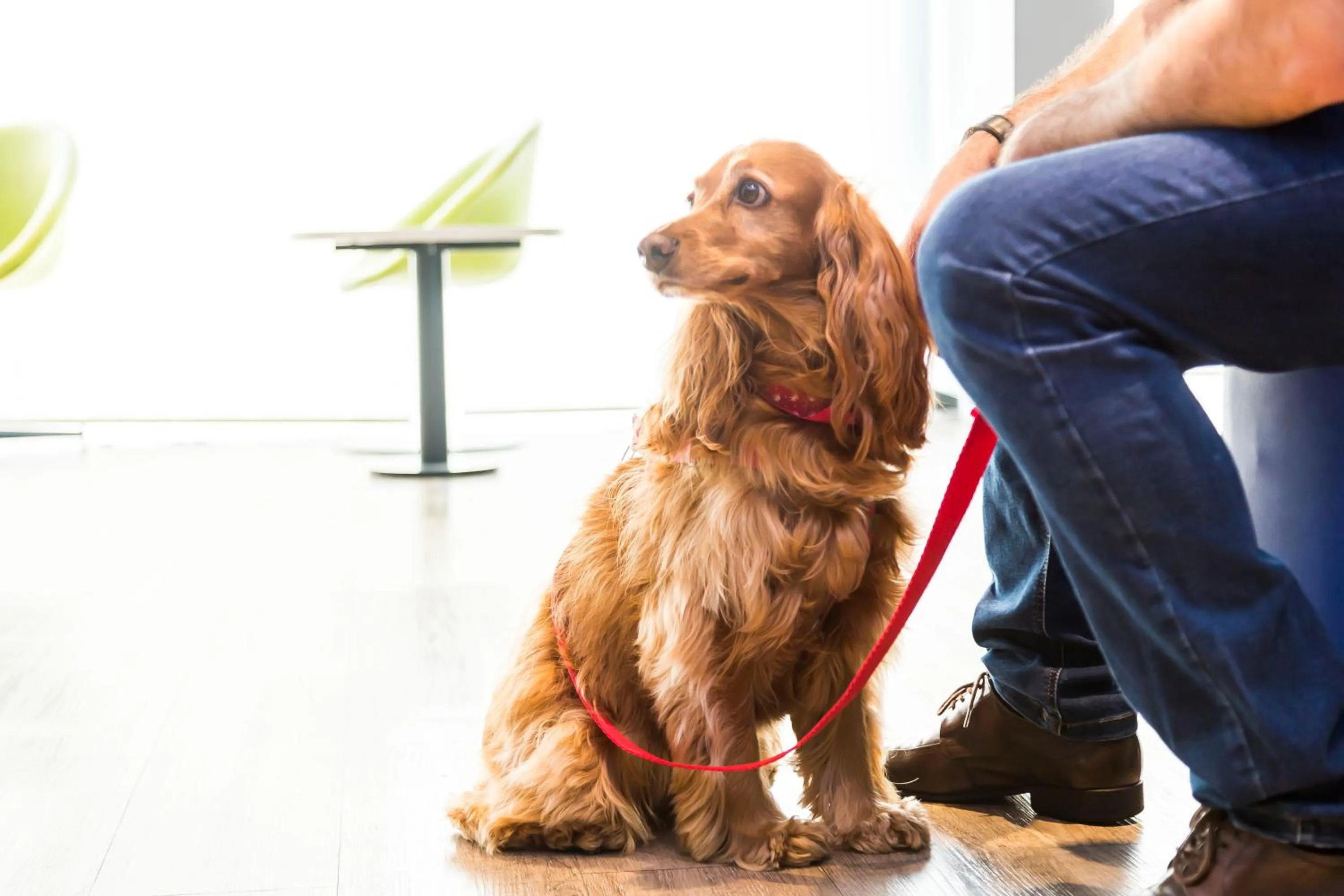 Pets in ibis budget Curitiba Centro