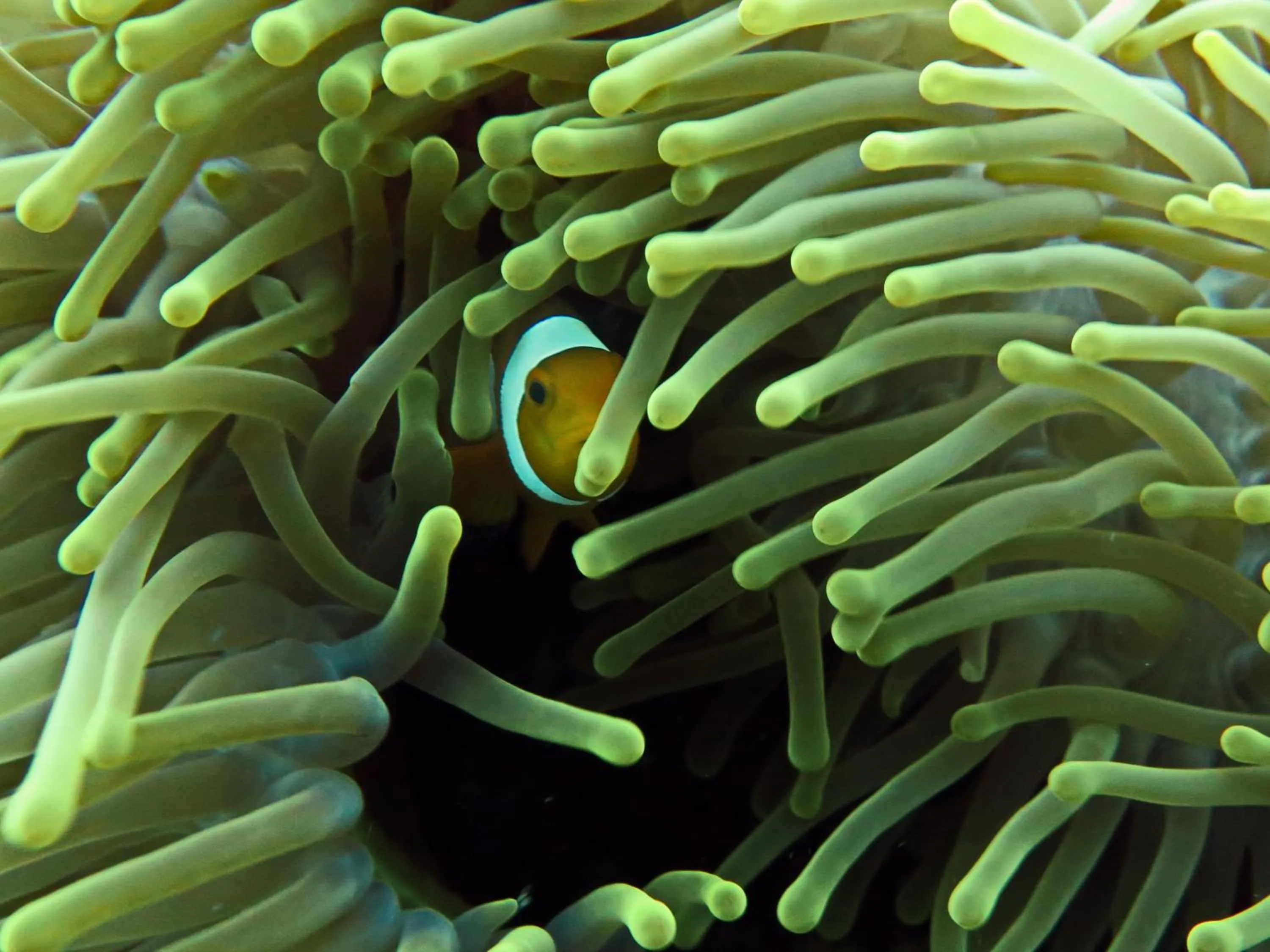 Nearby landmark in Sablayan Paraiso Beach Resort