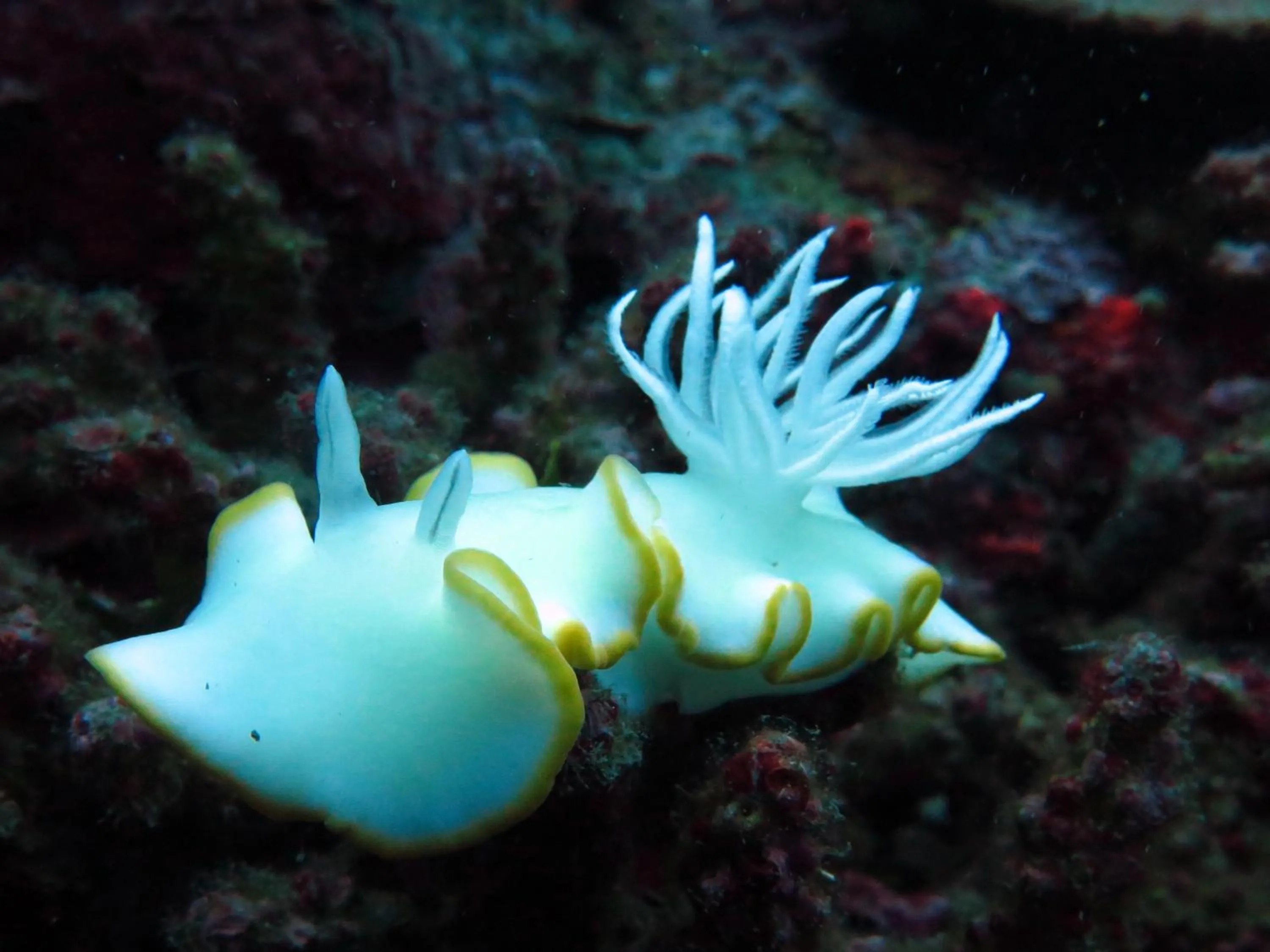 Nearby landmark in Sablayan Paraiso Beach Resort