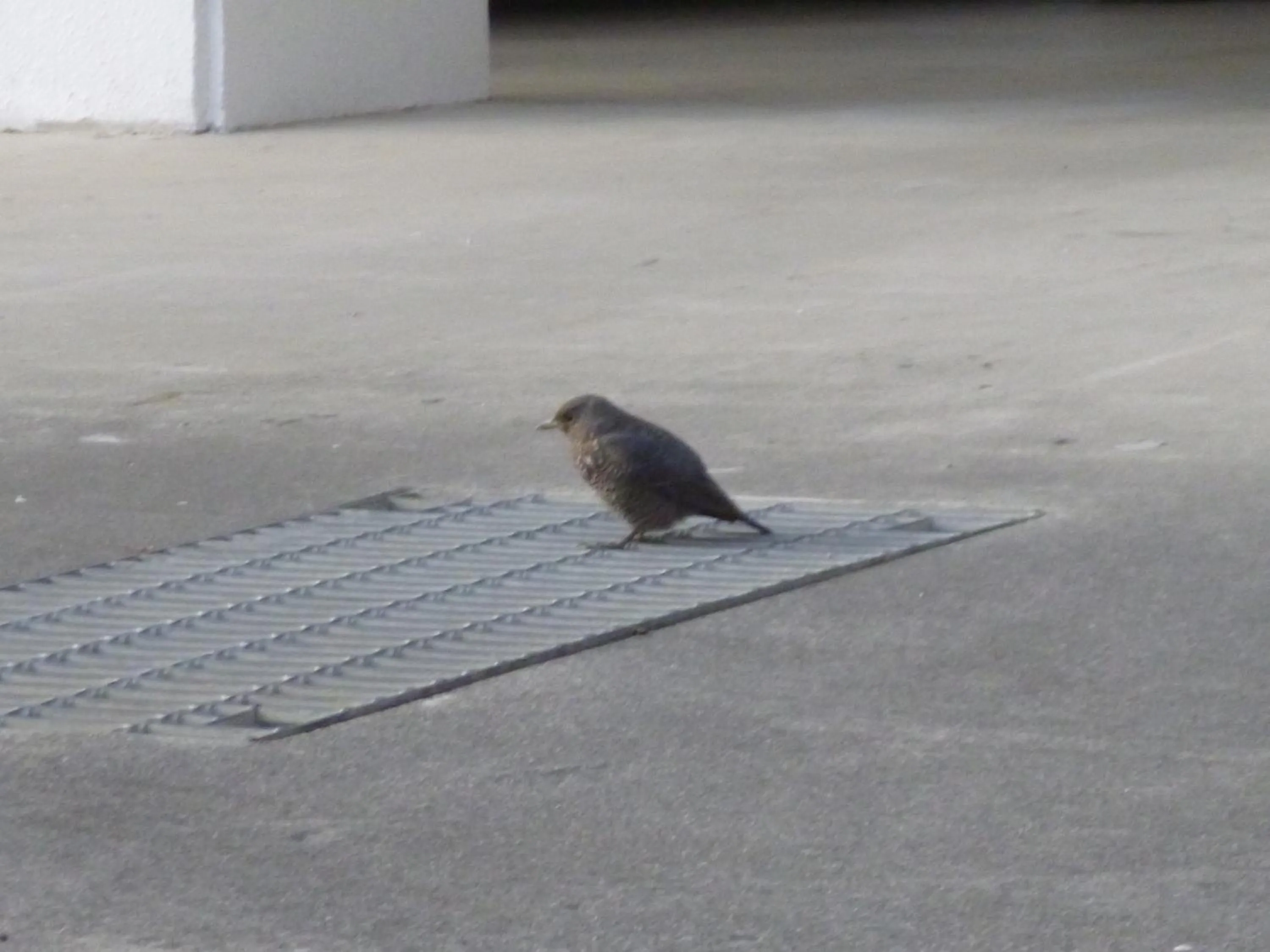 Day in Hotel Sha La La