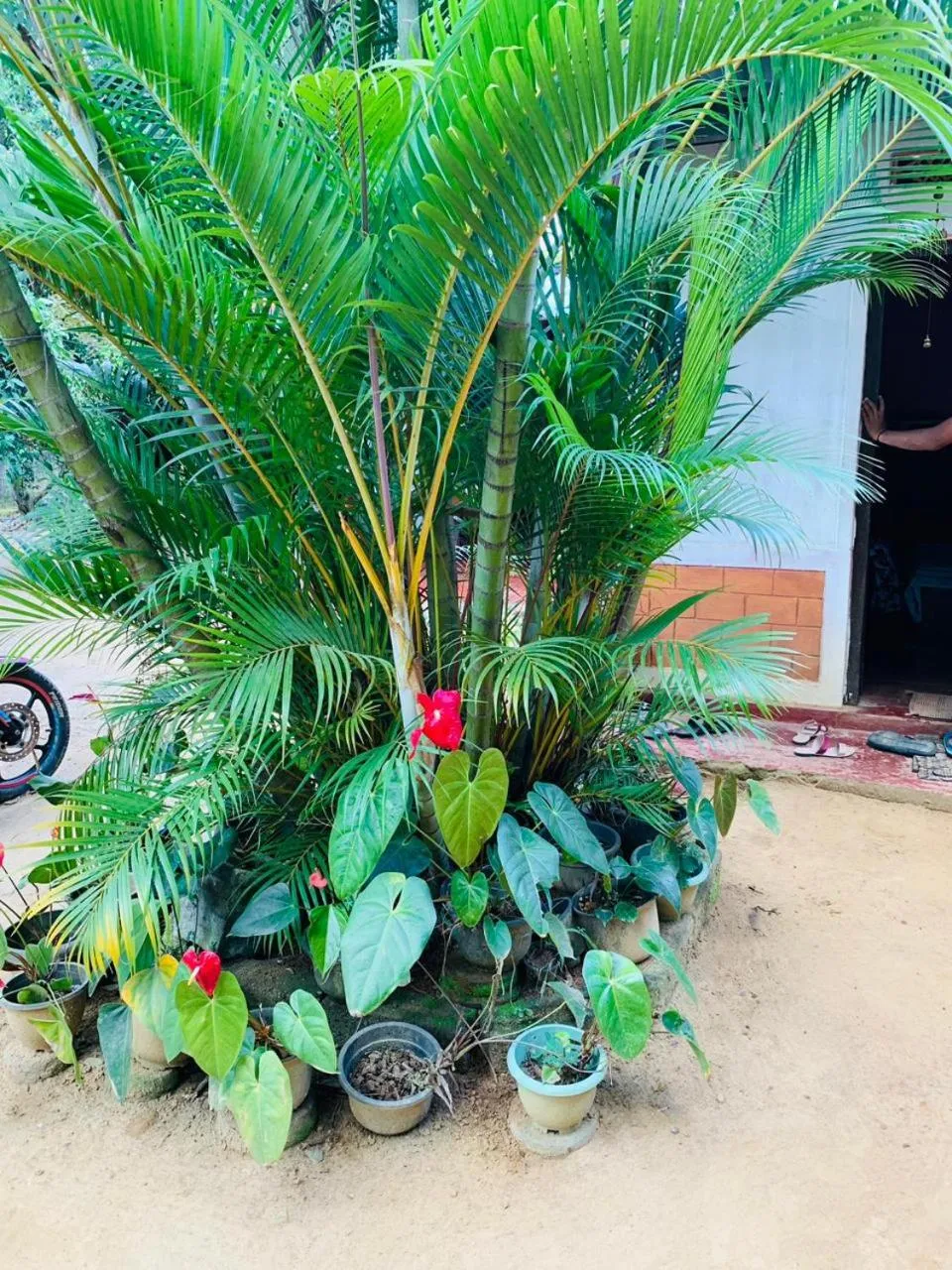 Garden in Little Cottage