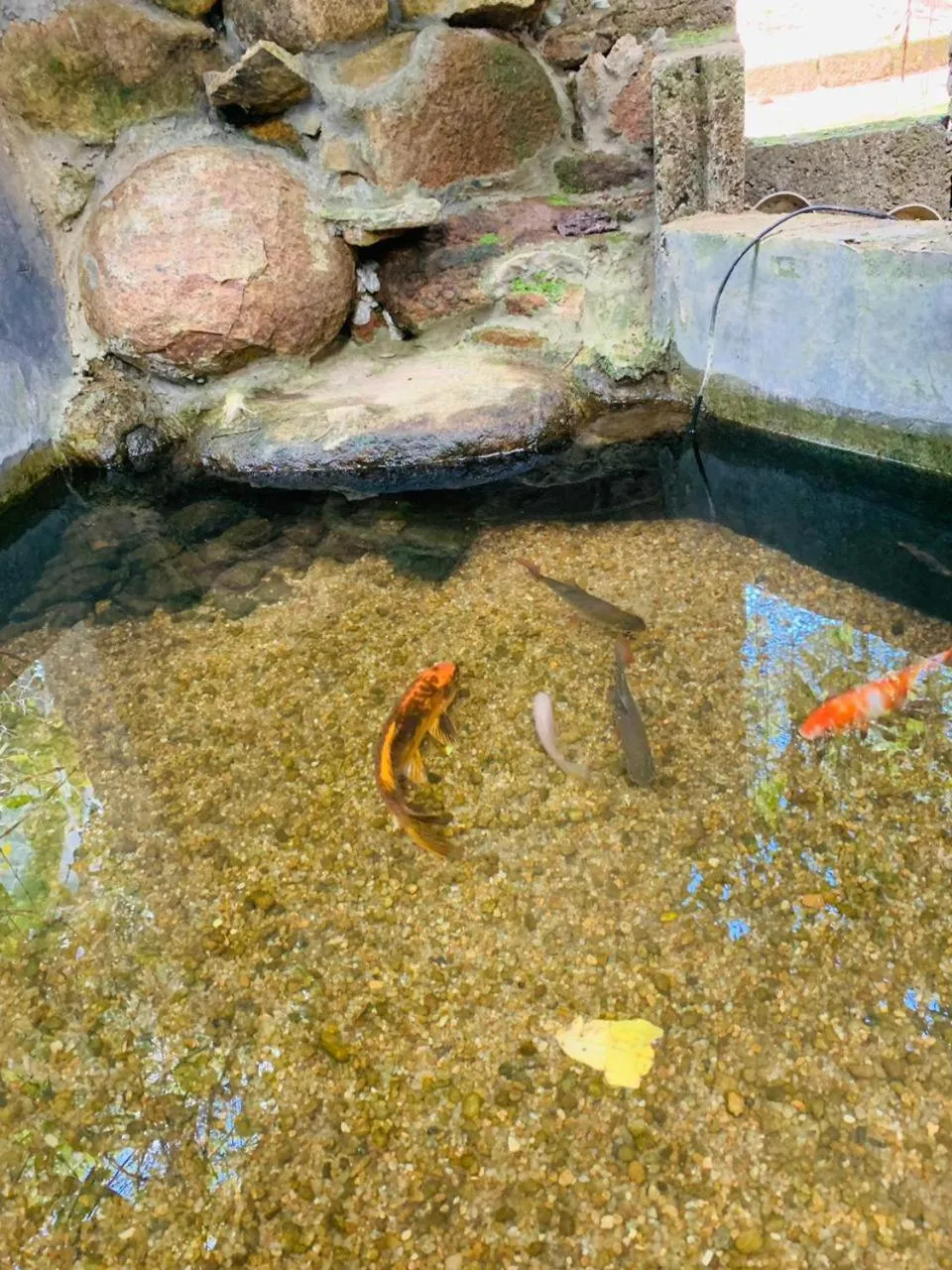 Garden in Little Cottage