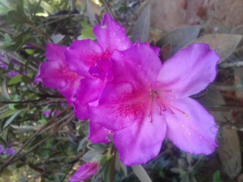 Garden in Little Cottage
