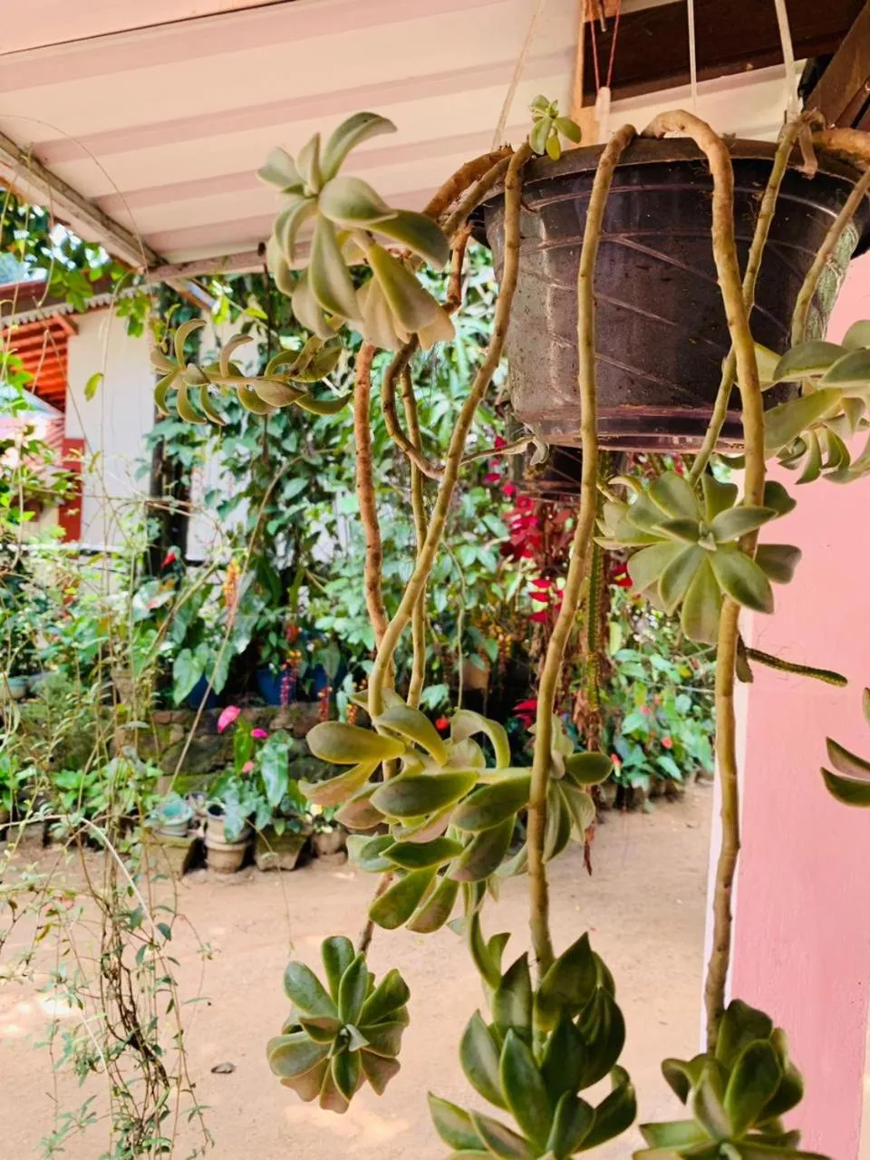 Garden view in Little Cottage