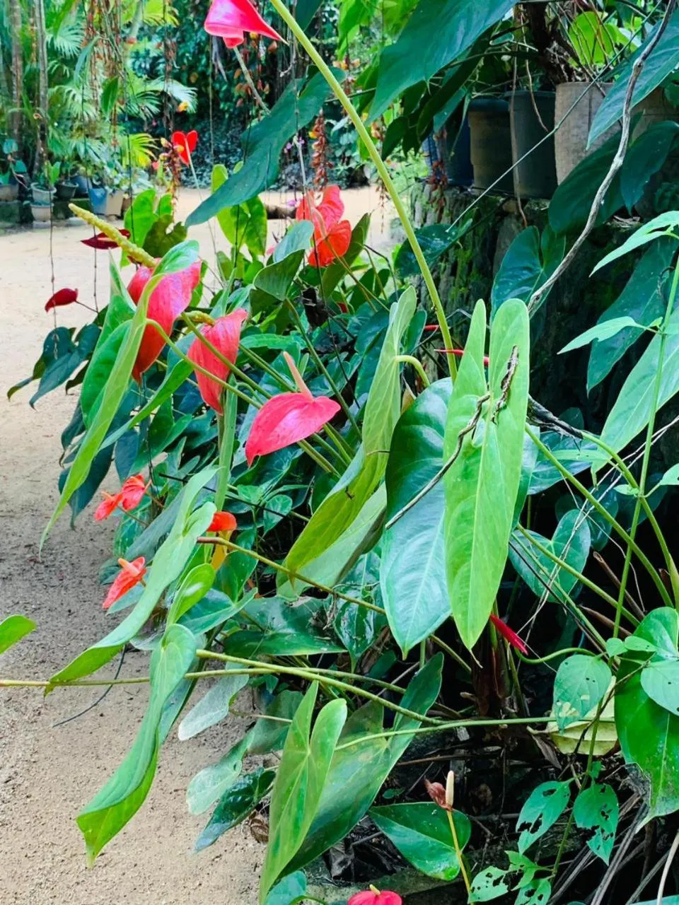 Garden in Little Cottage