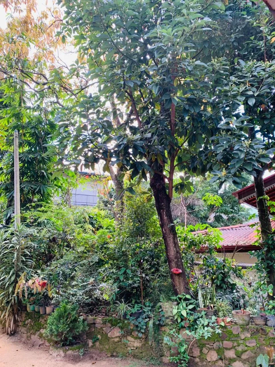 Garden in Little Cottage