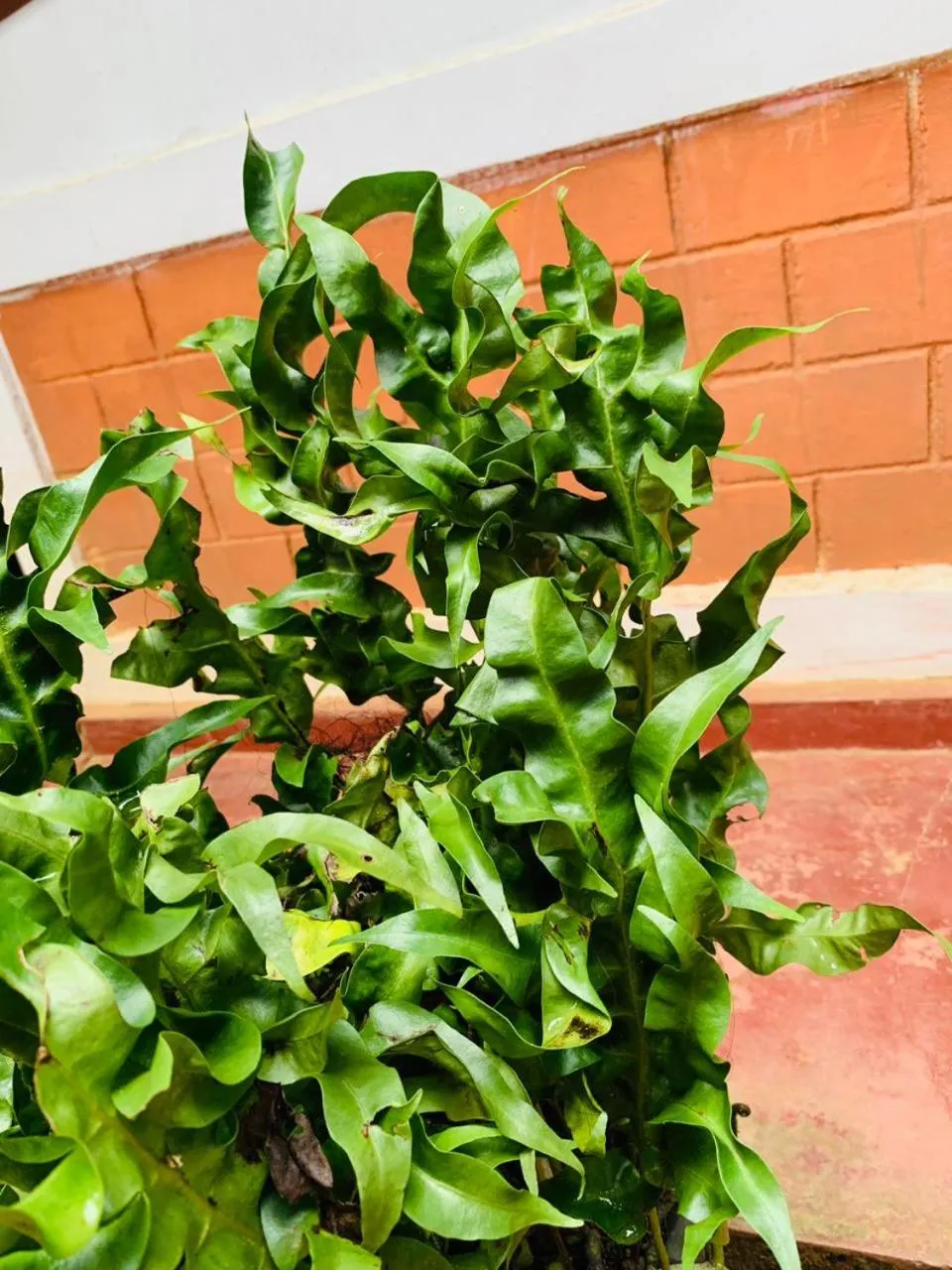 Garden in Little Cottage