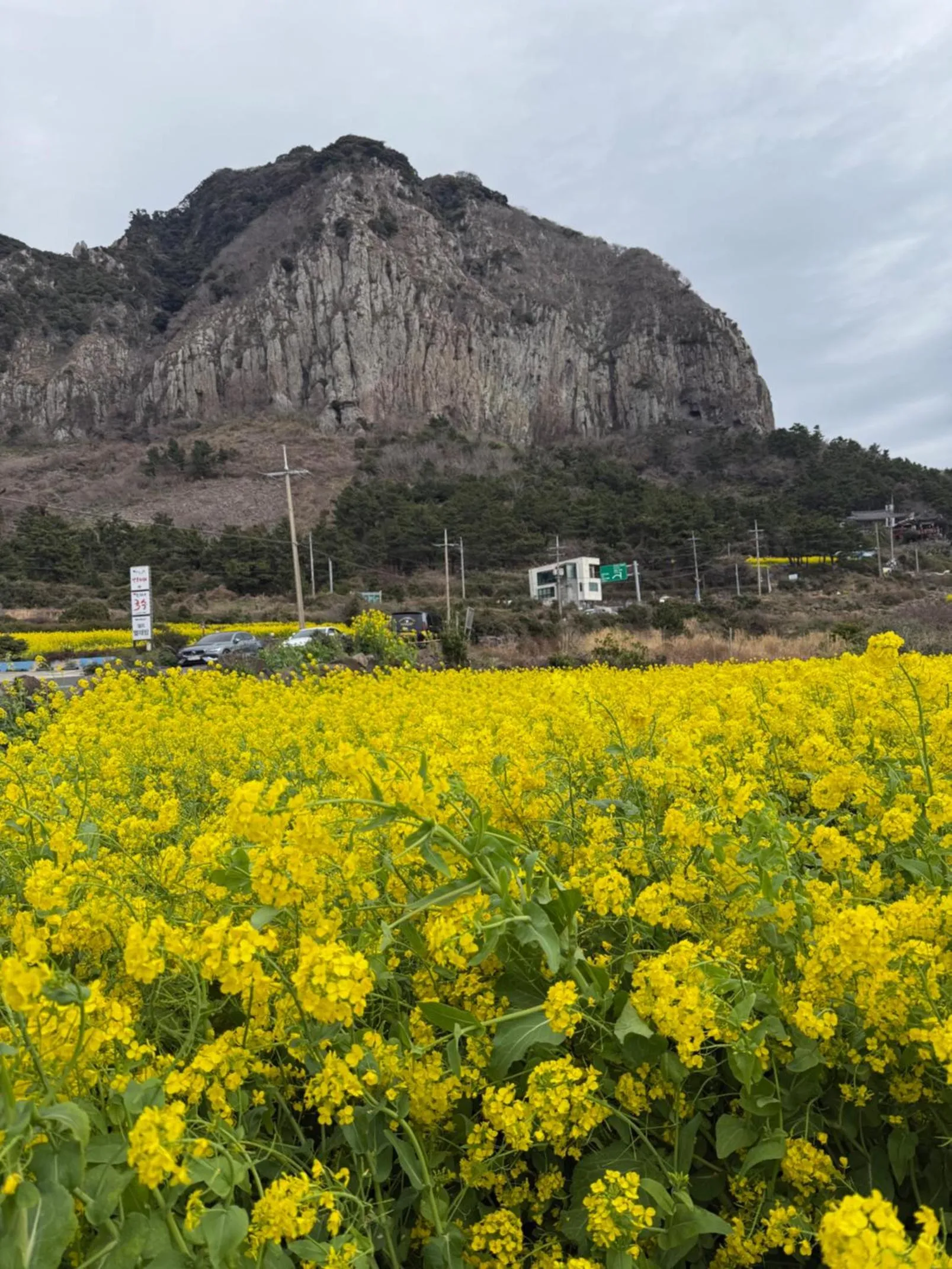Jeju the Ocean Hill Pension