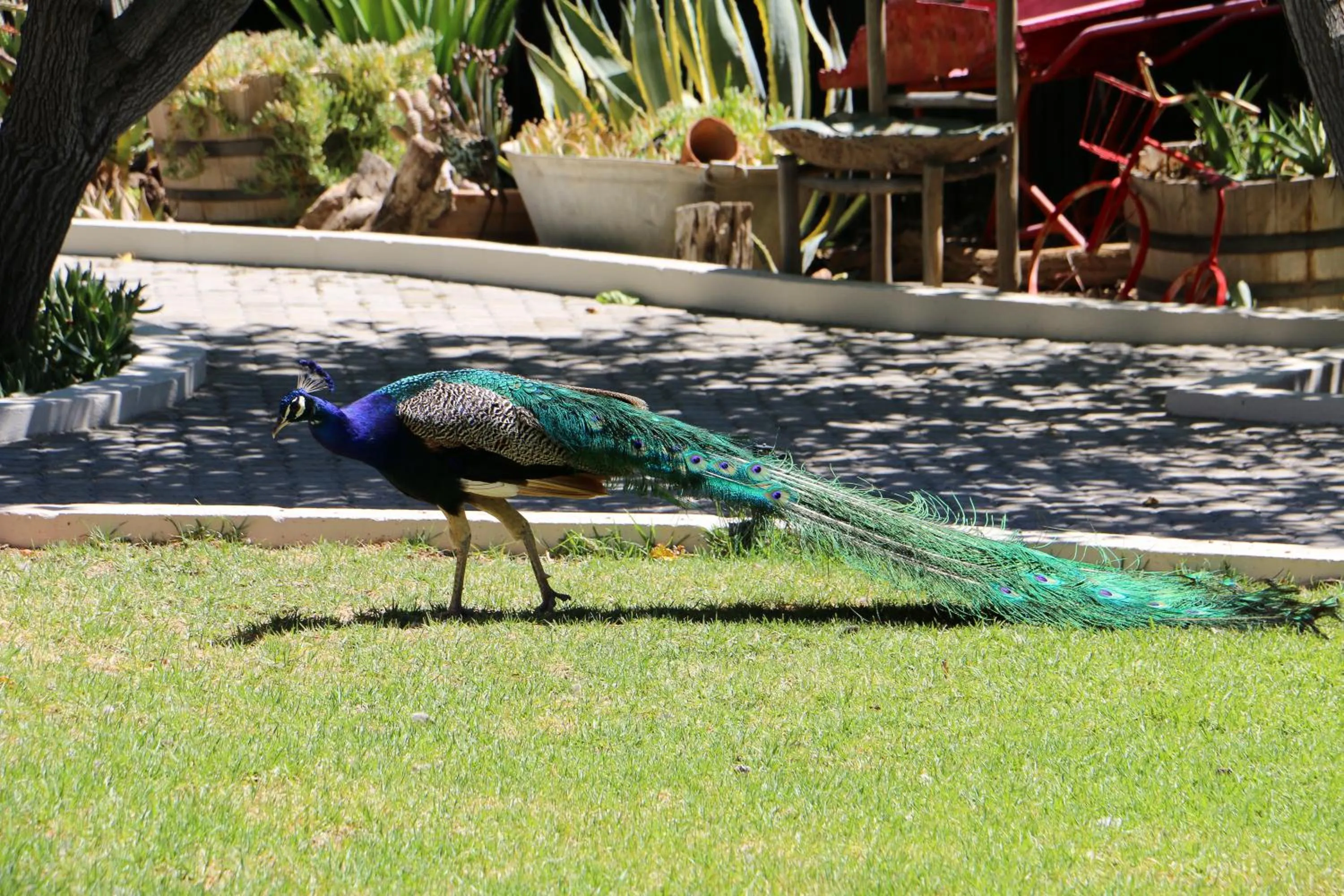 Pets in Daisy Country Lodge
