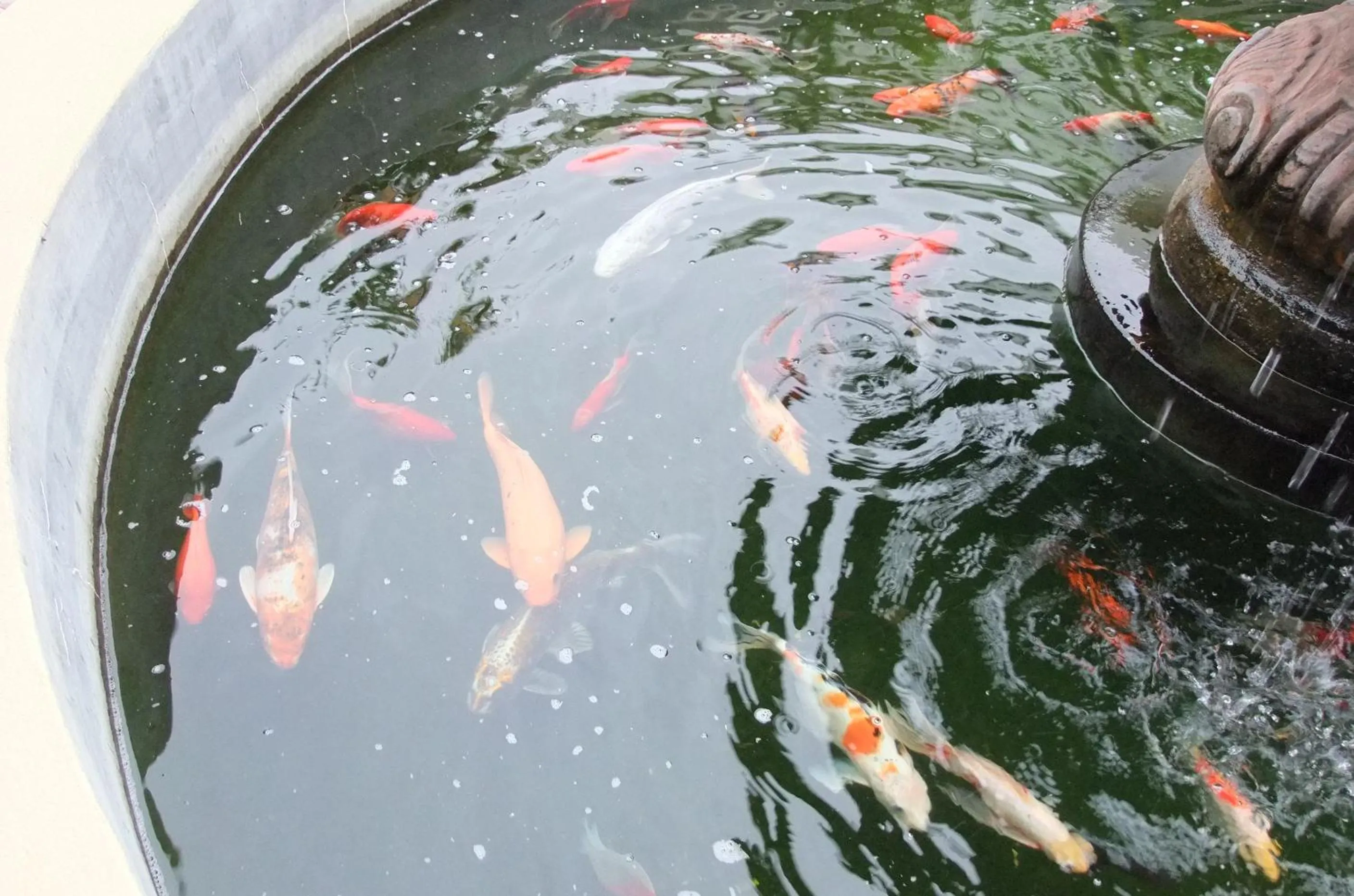 Animals in Daisy Country Lodge