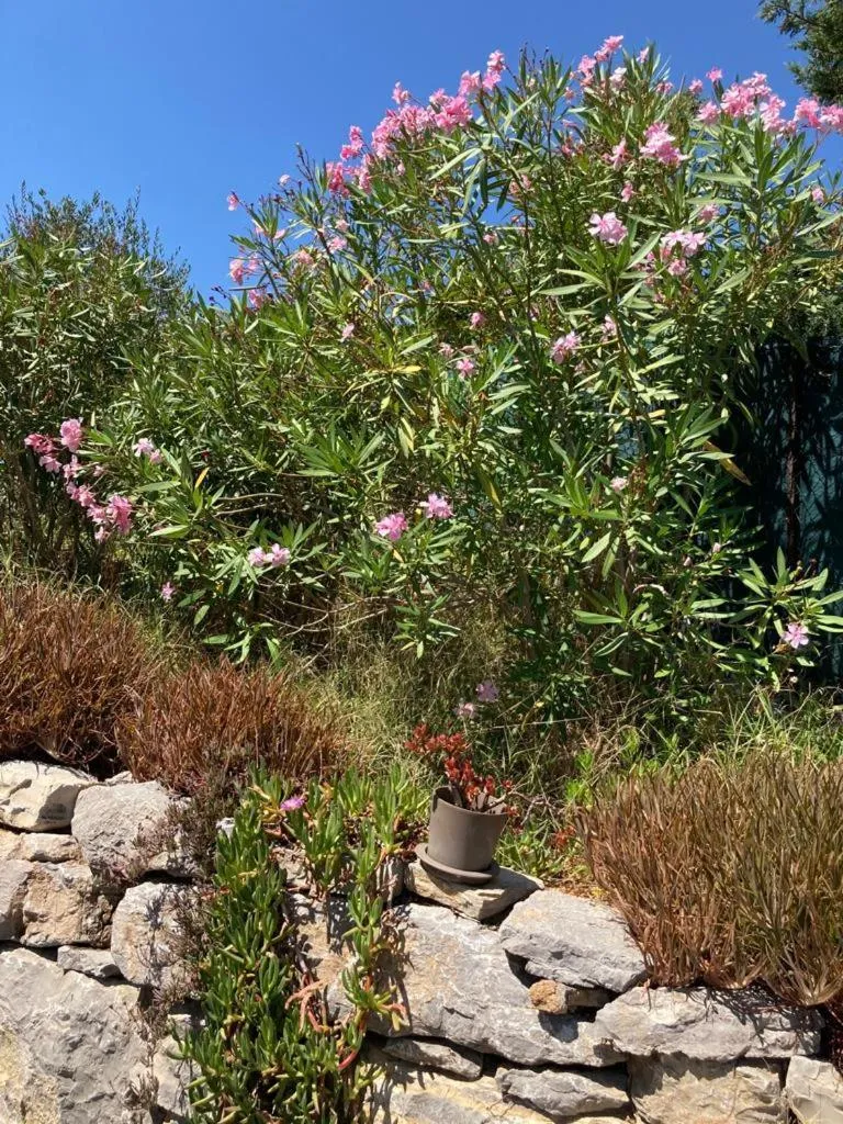 Garden in Lone Star House