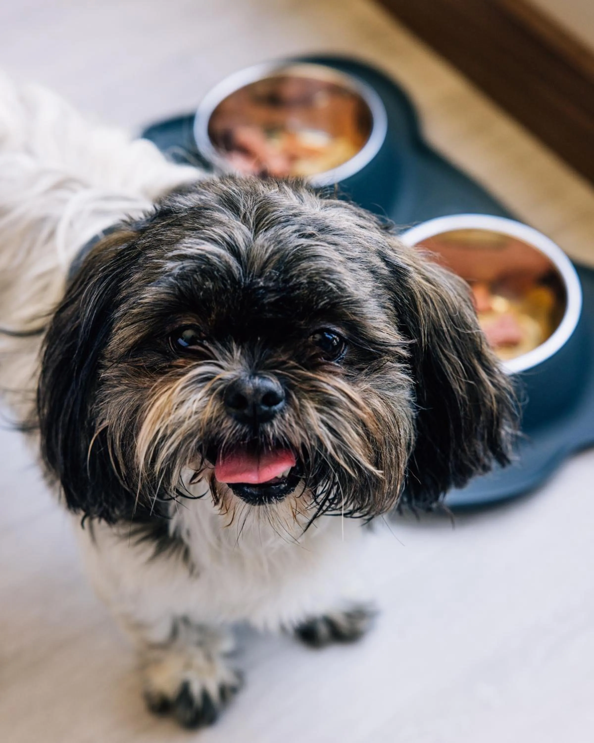 Pets in AC Hotel by Marriott Denver Downtown