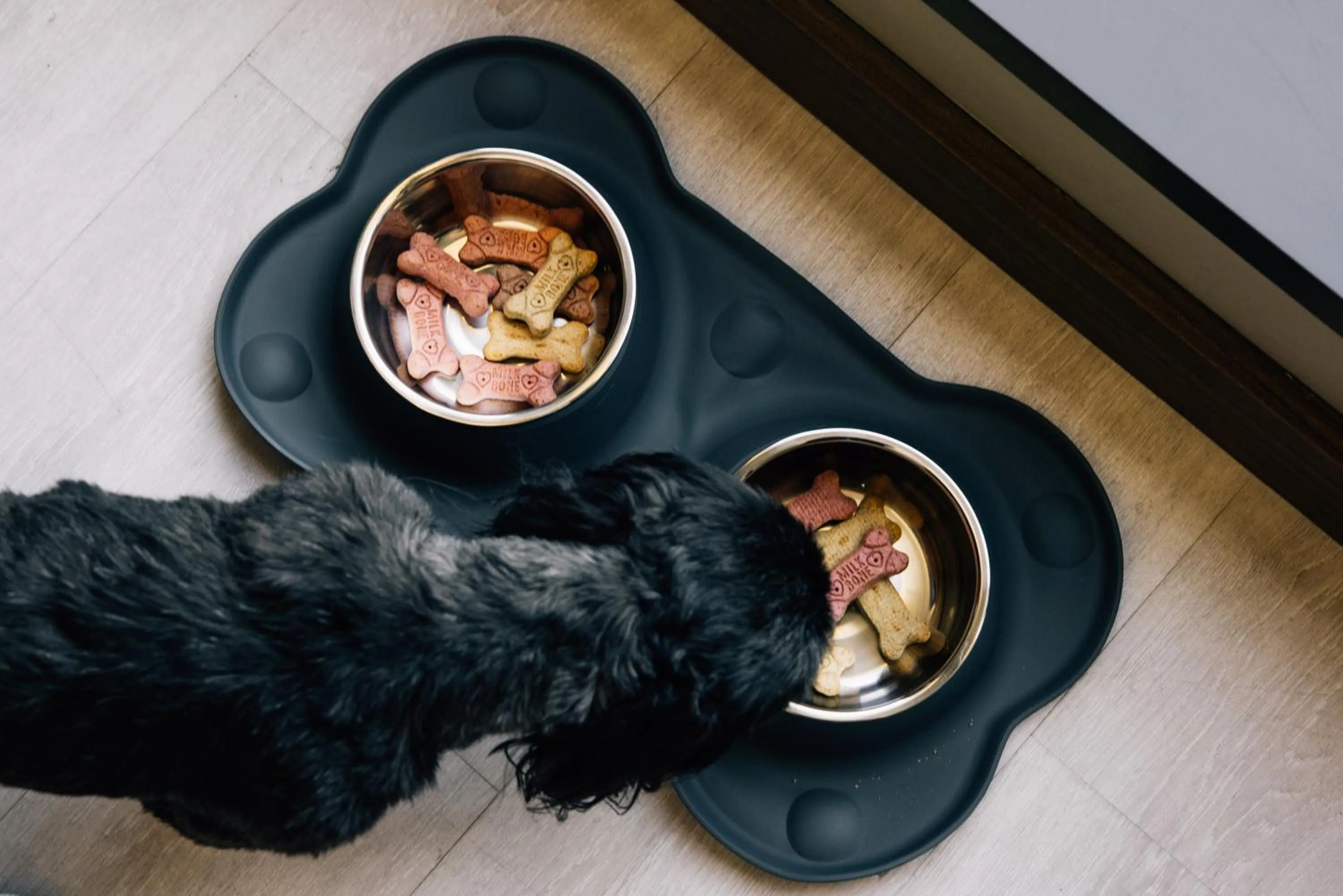 Pets in AC Hotel by Marriott Denver Downtown