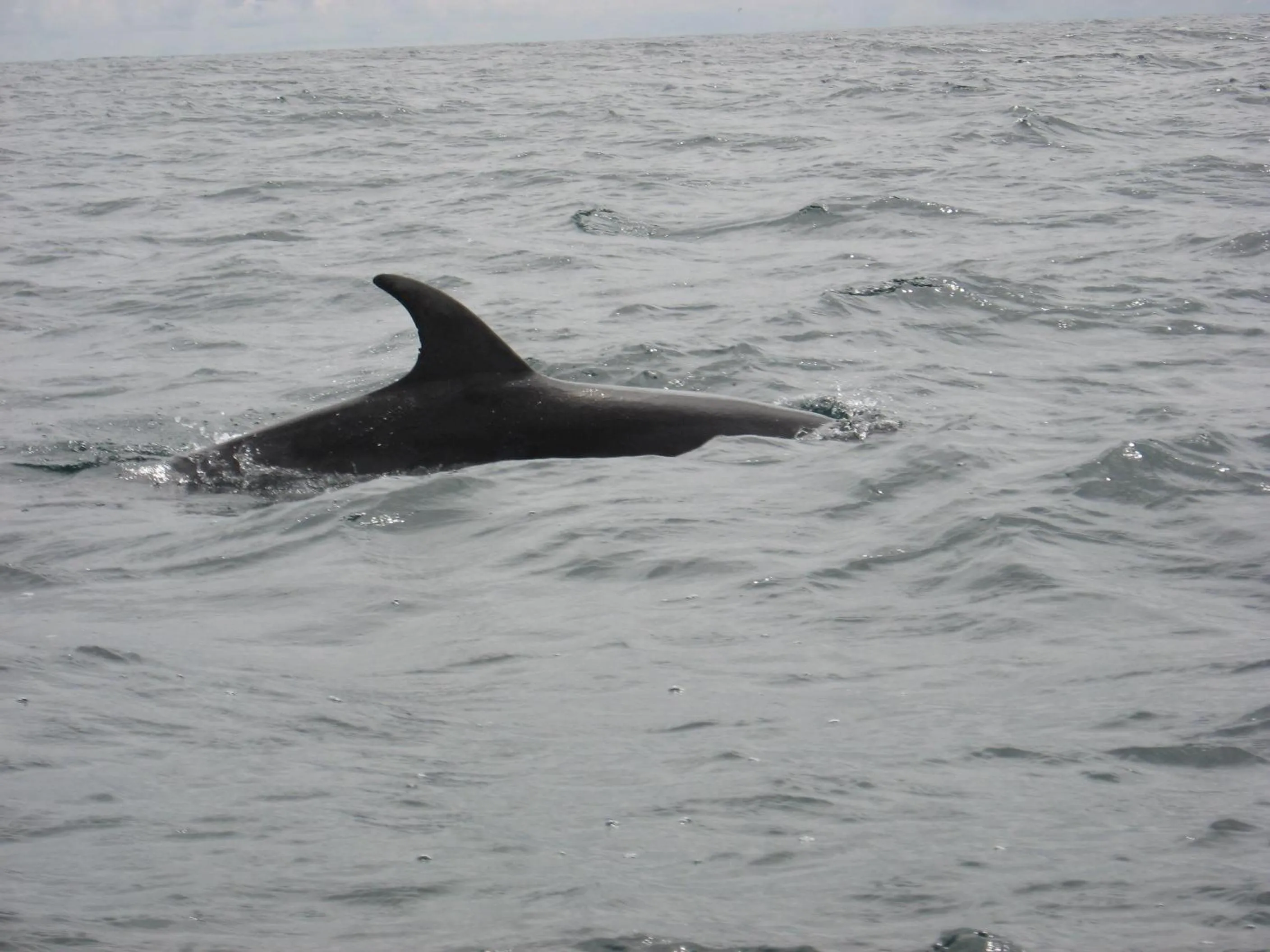 Activities in Casey's Of Baltimore Collection