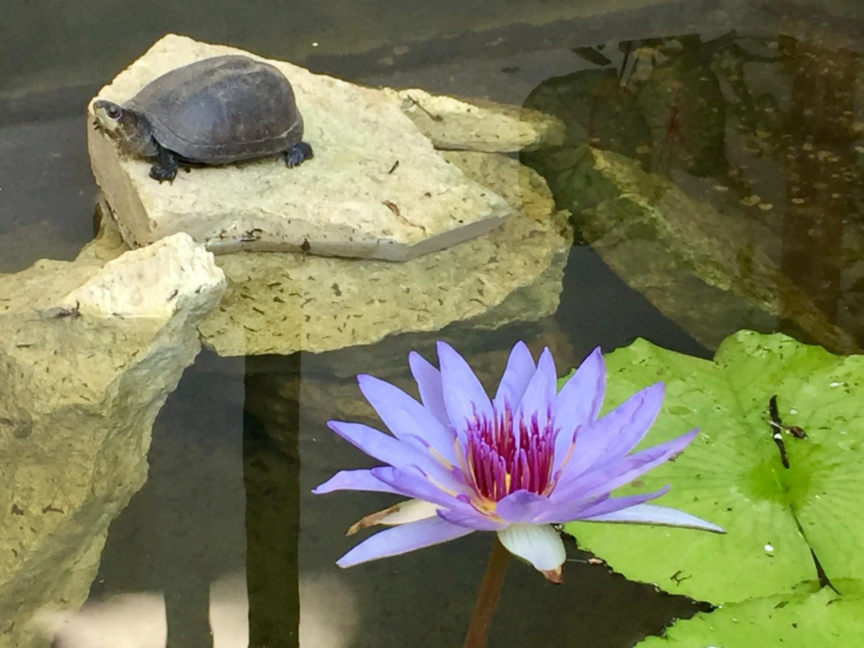 Garden in Ocean Zen Suites on 5th Avenue - Adults Only