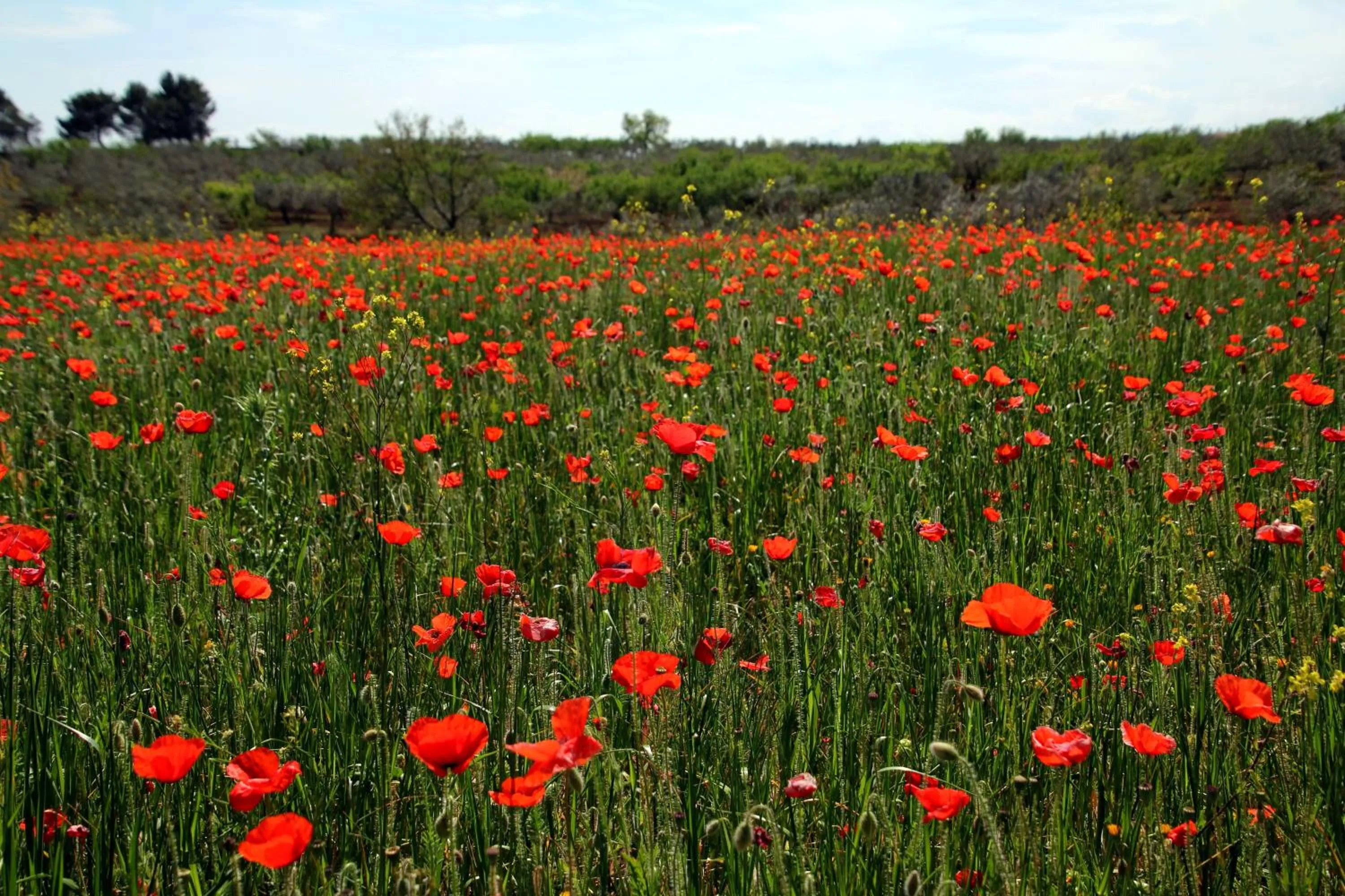 Nearby landmark in Principe