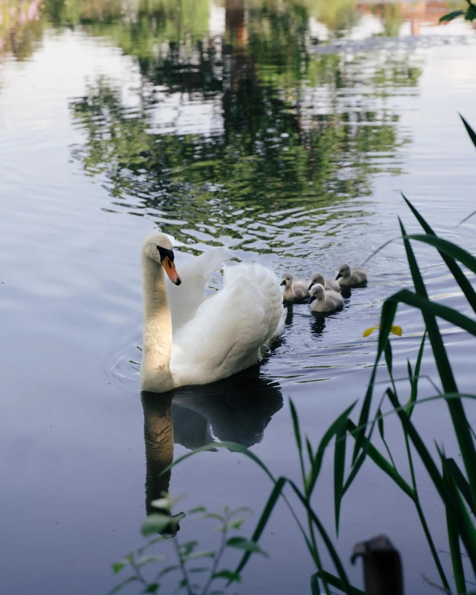 Property building in Stoke Place- Part of the Cairn Collection