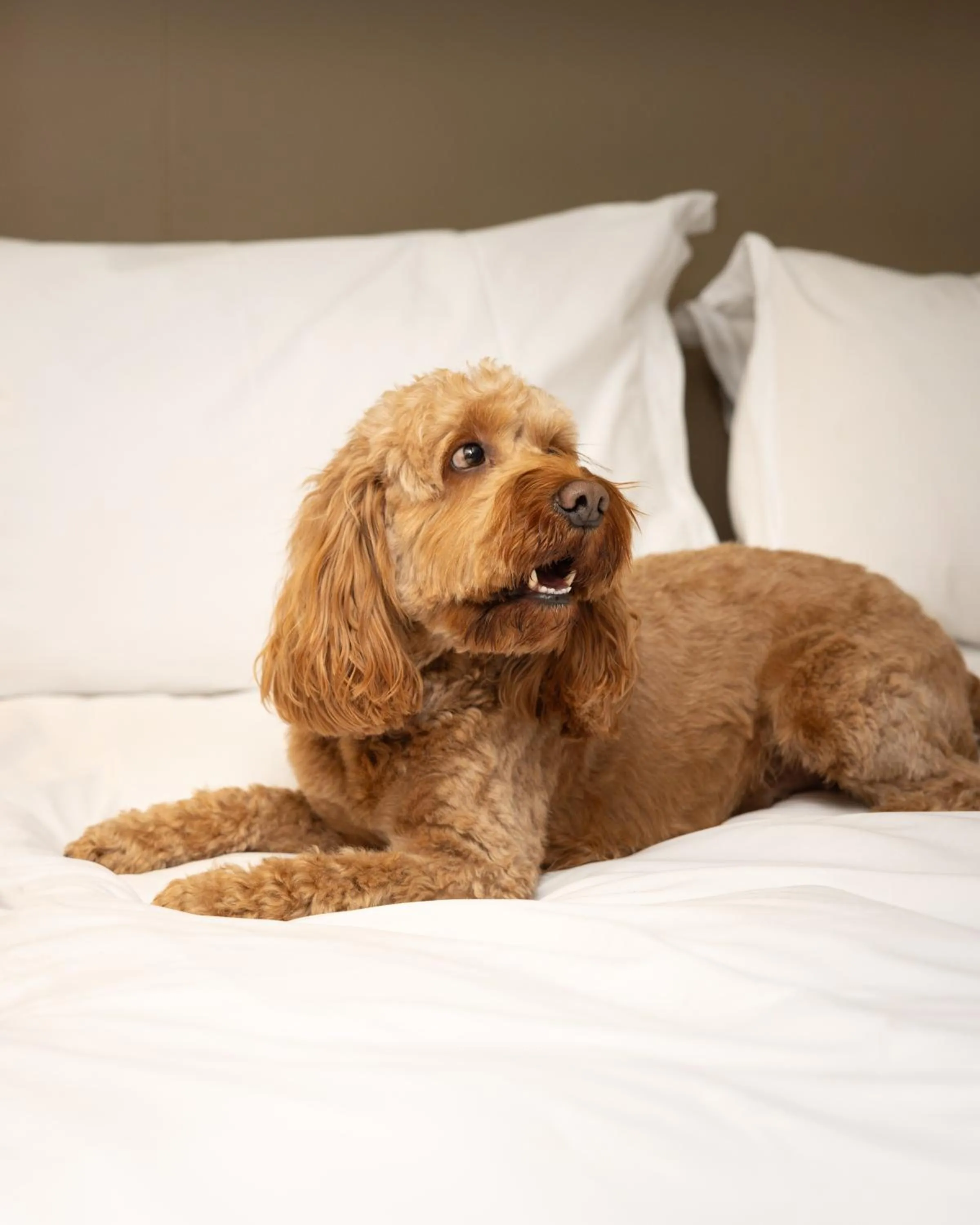 pet friendly in Stoke Place- Part of the Cairn Collection