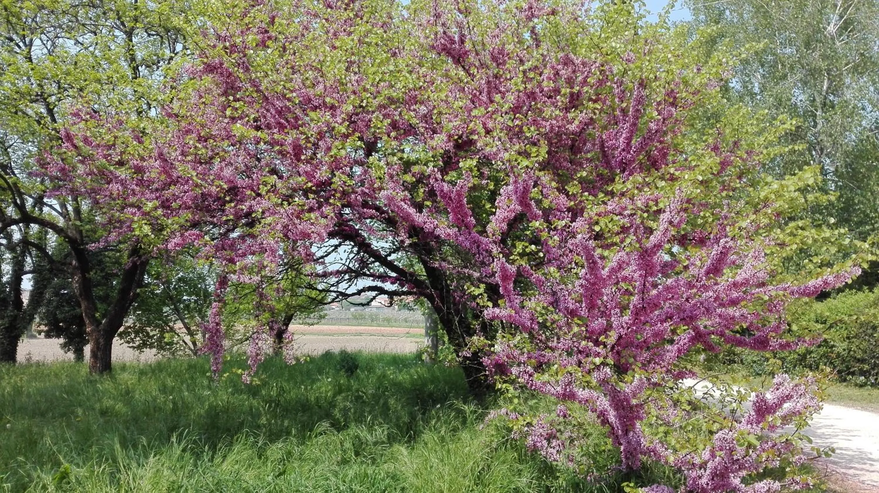 Street view in B&B da Miriam