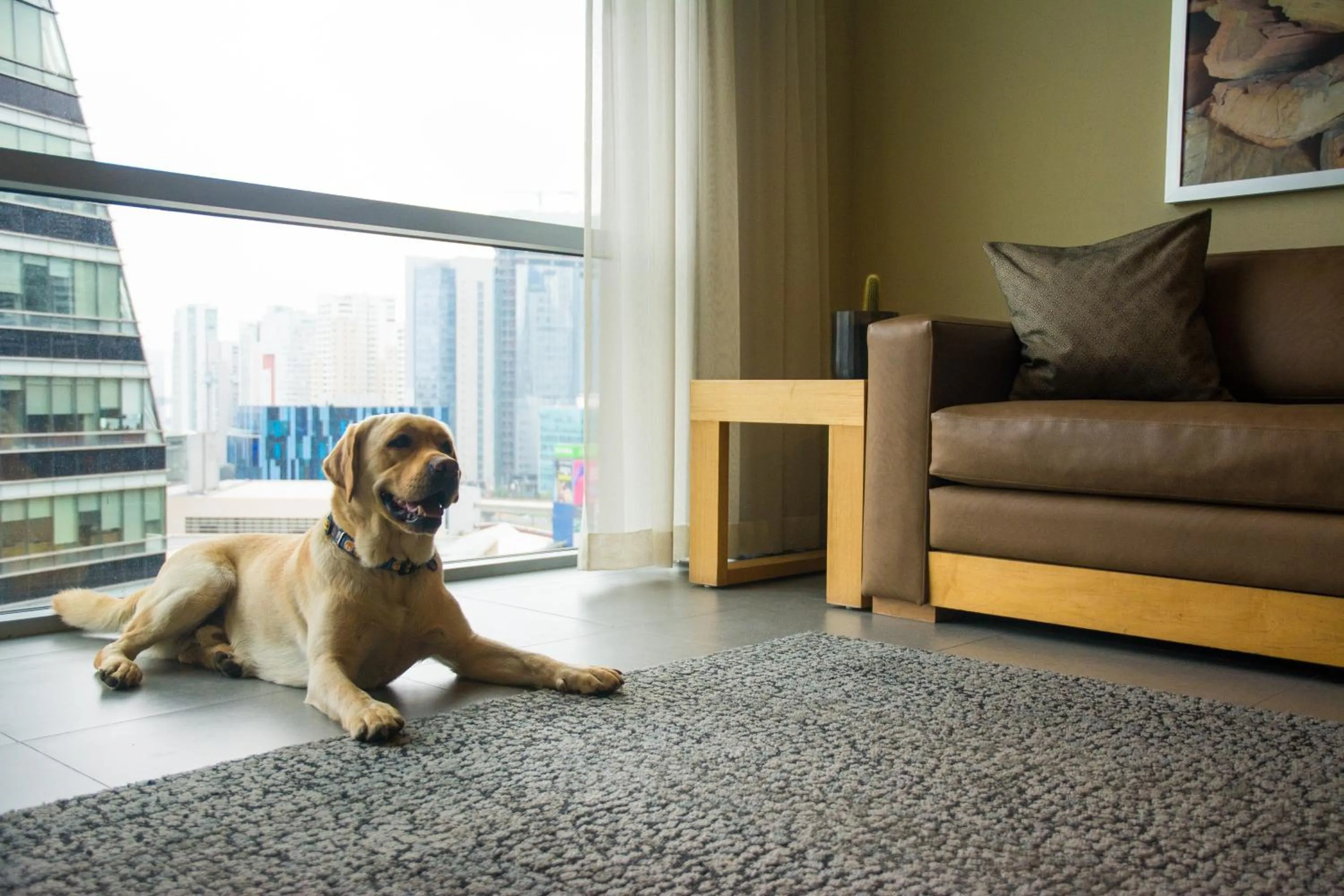 Pets in Stadia Suites Mexico City Santa Fe