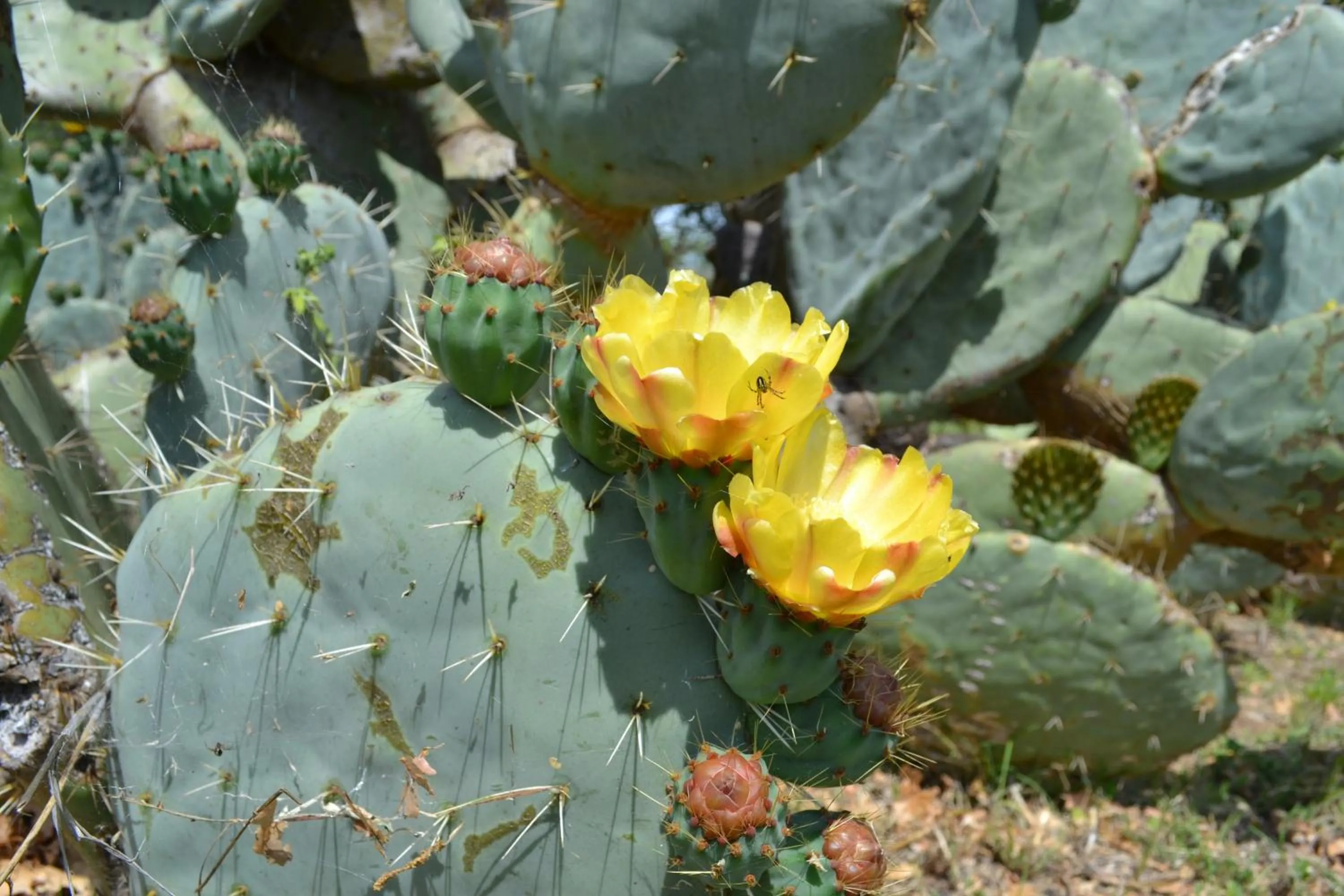 Spring in Relais Ciavatta Country Hotel