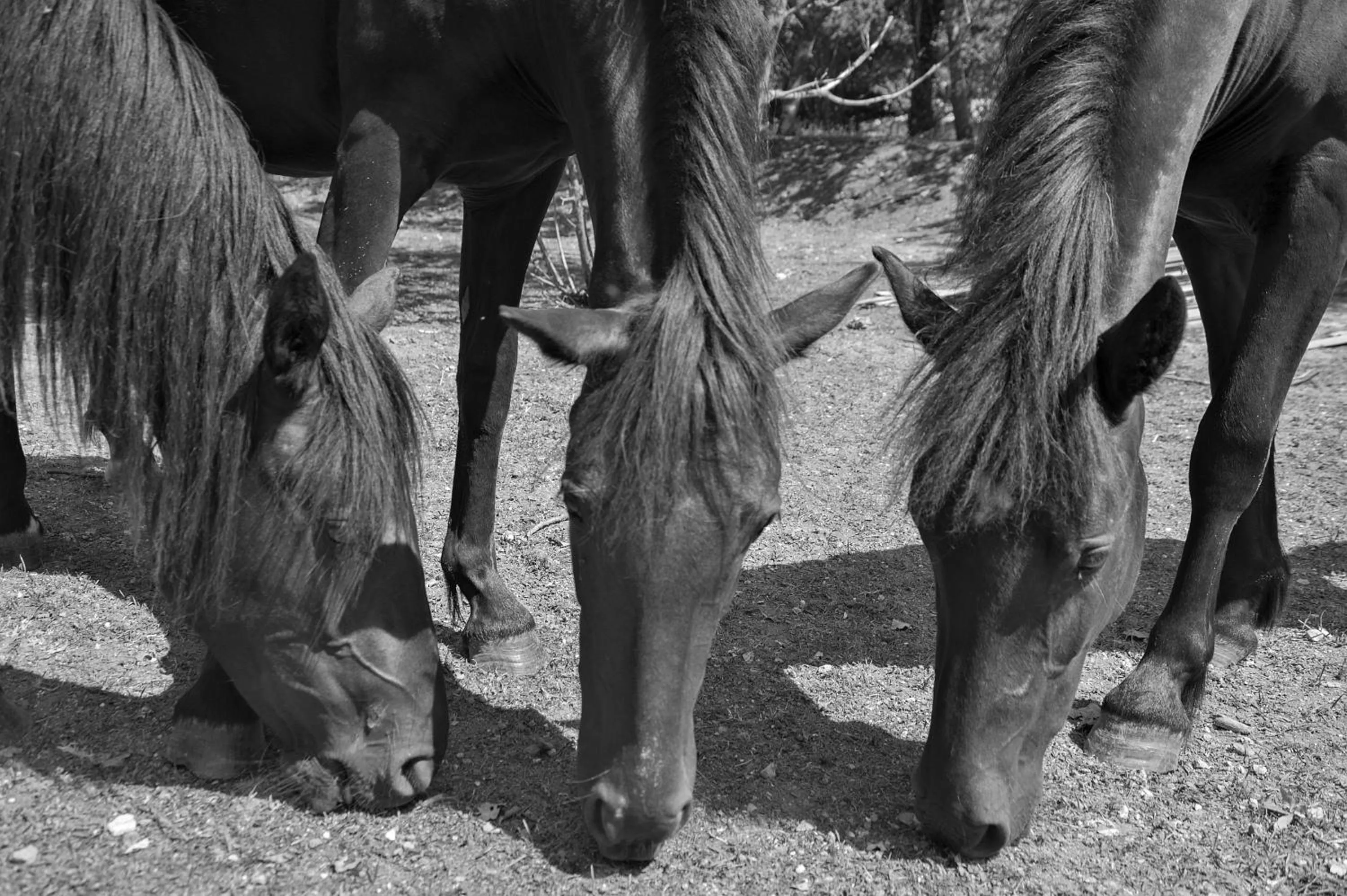 Animals in Relais Ciavatta Country Hotel