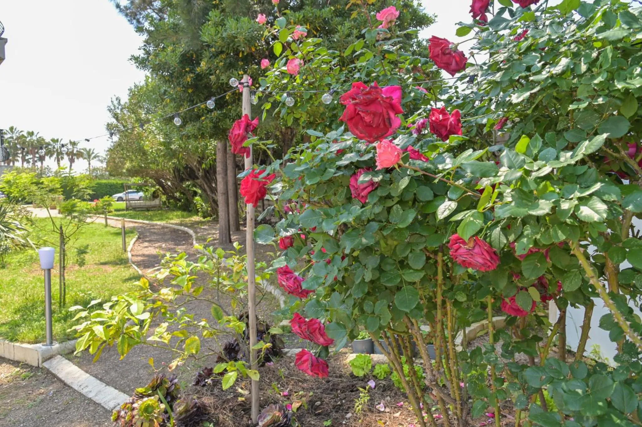 Natural landscape in MOTEL ASCOT - Hotel & Appartements