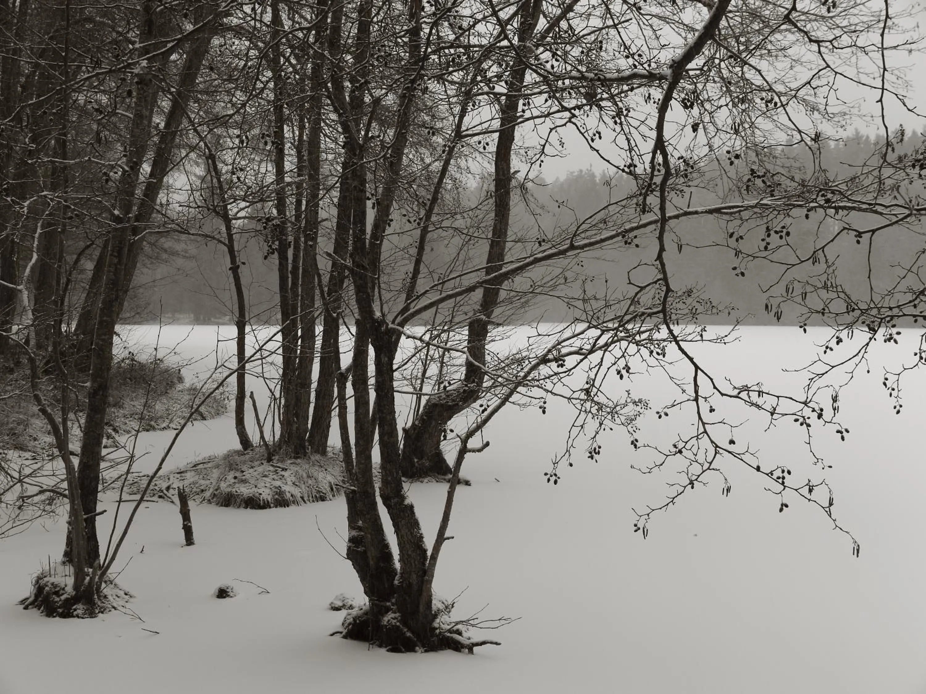 Natural landscape in Seegasthof Franz Bolz GBR