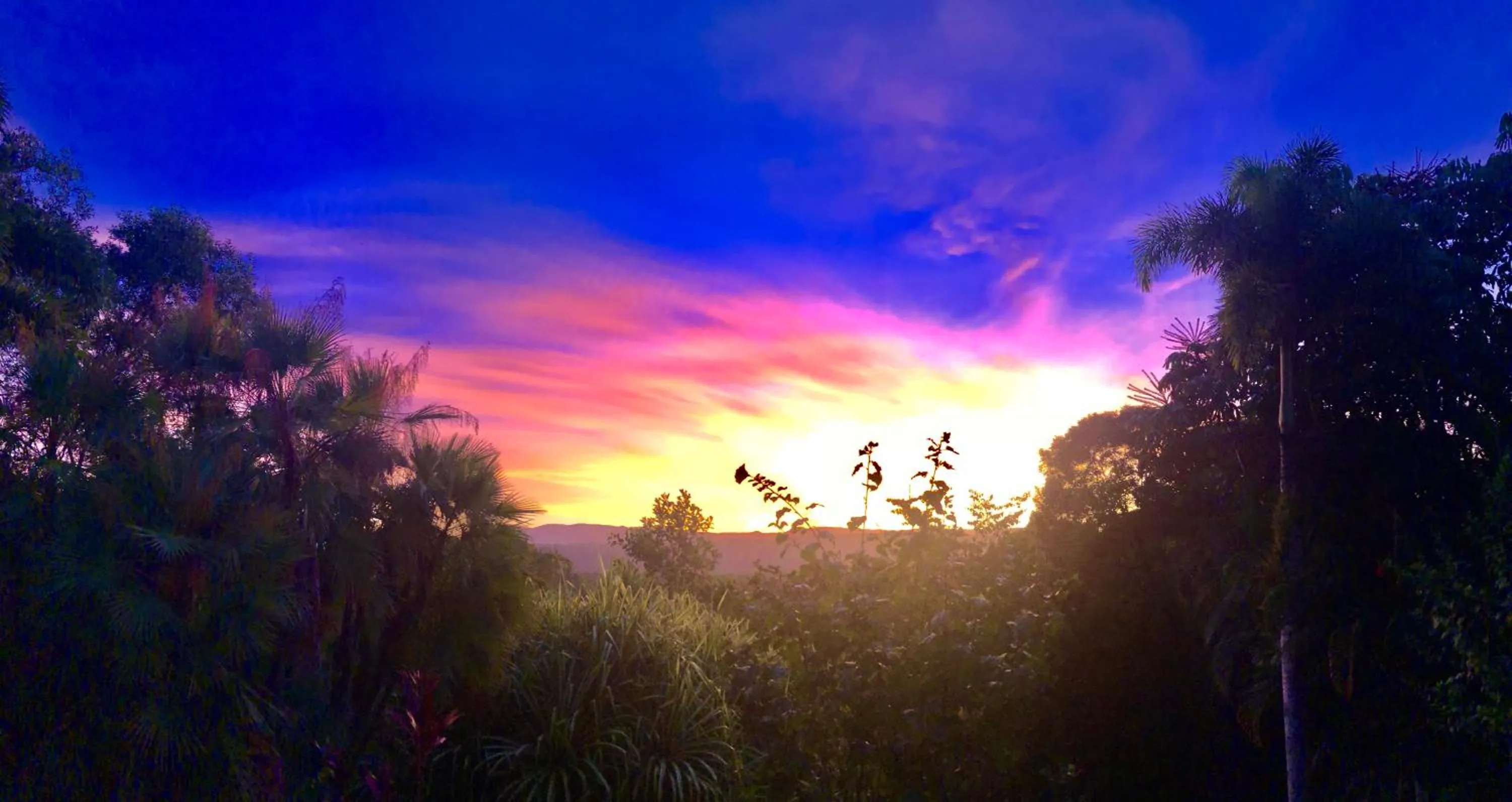 Garden view in Daintree Manor B&B