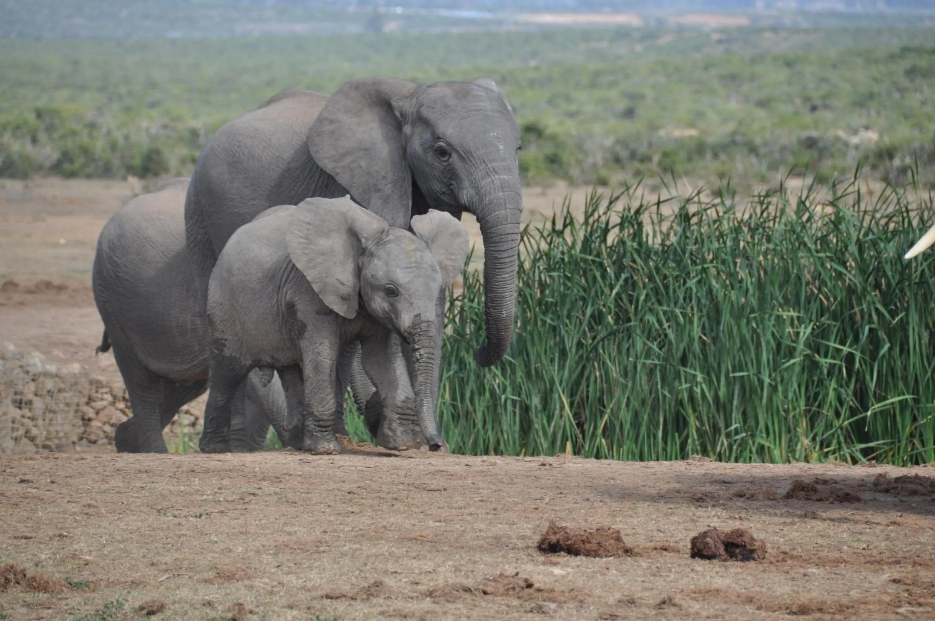 Animals in Stellenhof Country Estate