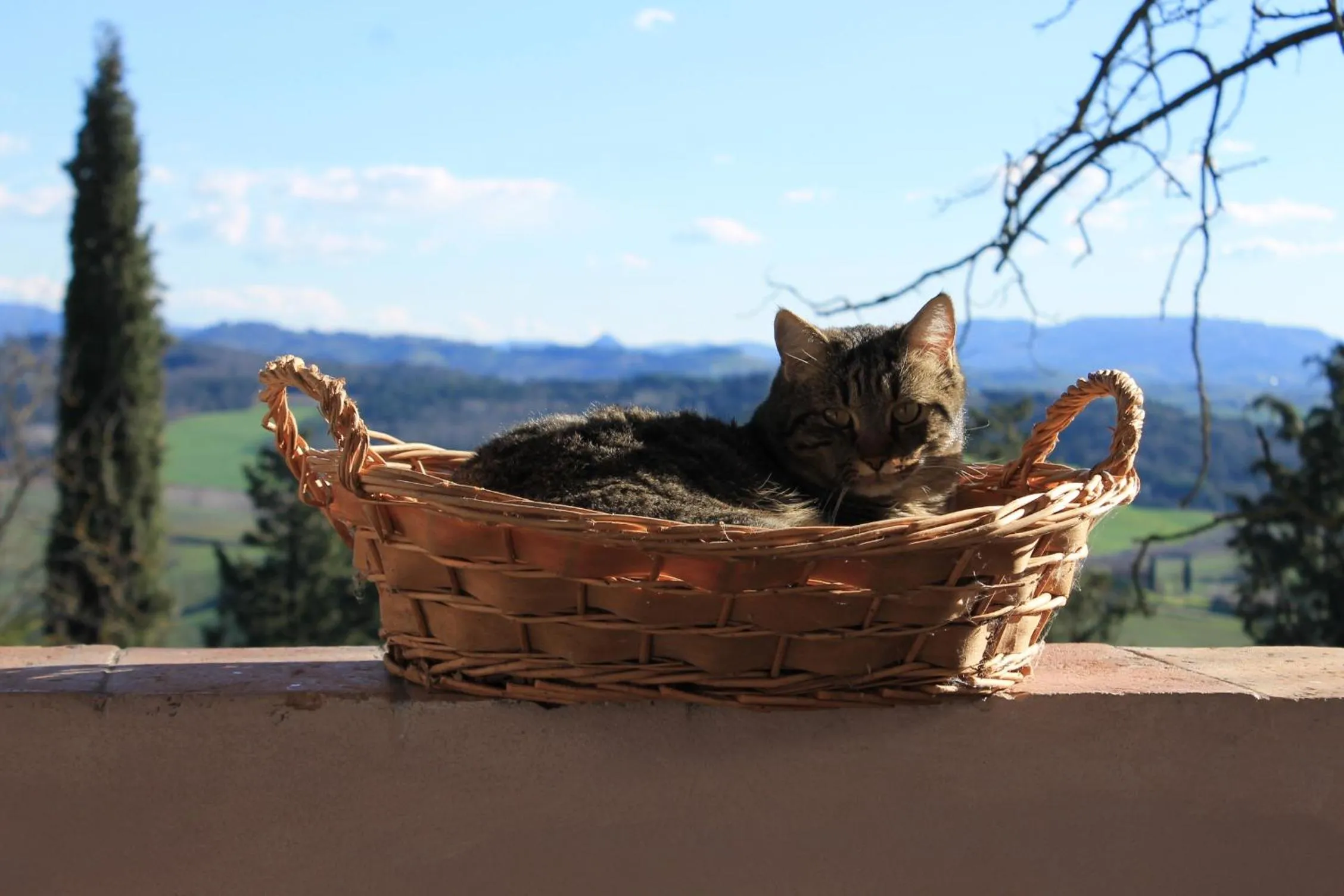 Pets in BB Gli Aristogatti