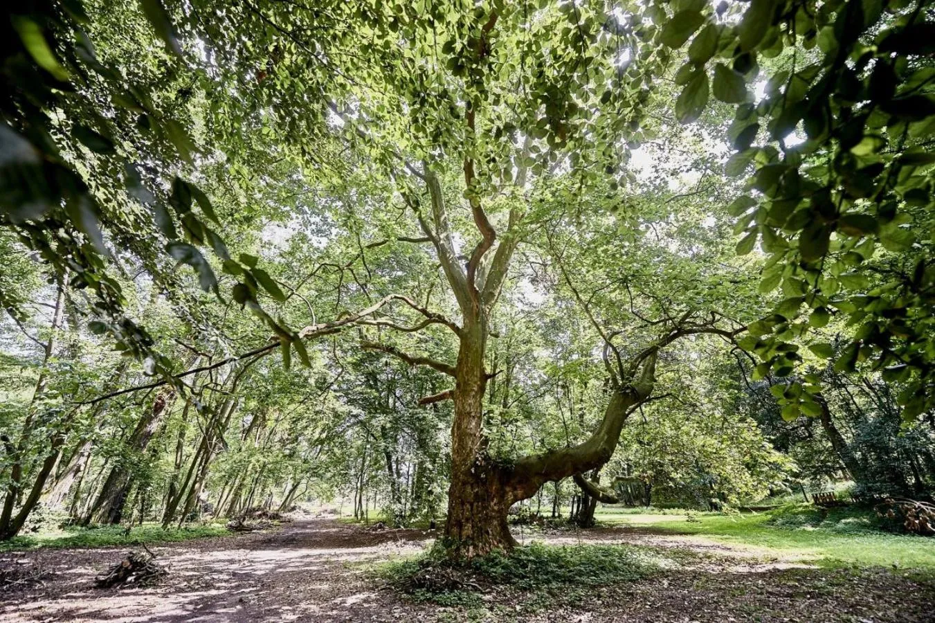 Garden in Hotel & Spa Pałac Mała Wieś