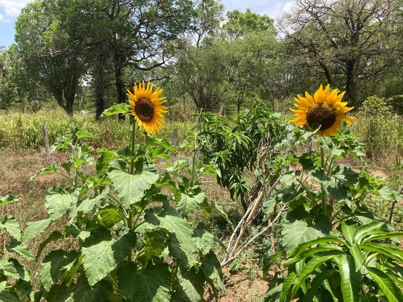 Sunshine Resort & Spa Sigiriya